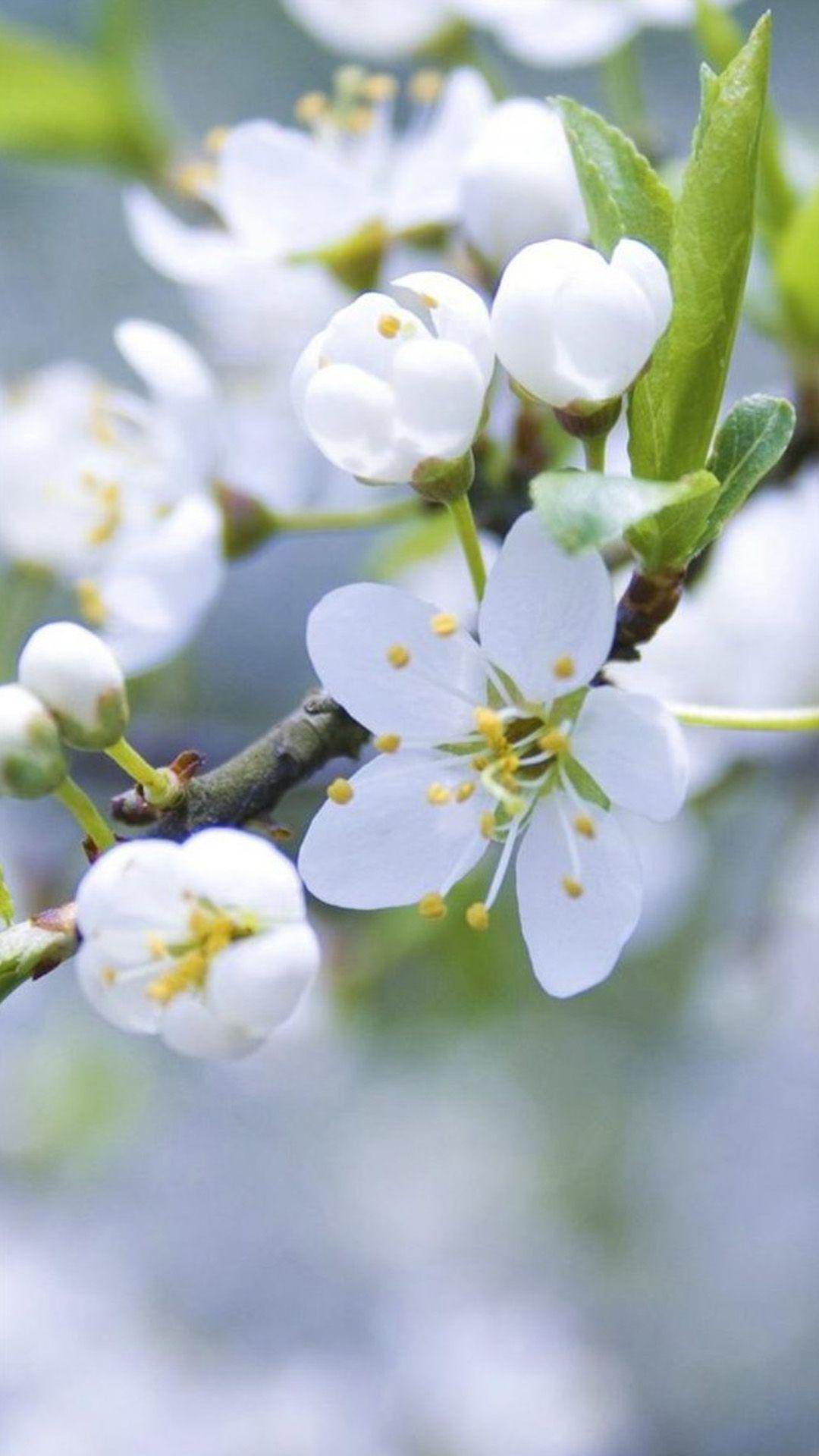1080x1920 iPhone 6 Wallpaper Flower White HD Wallpaper