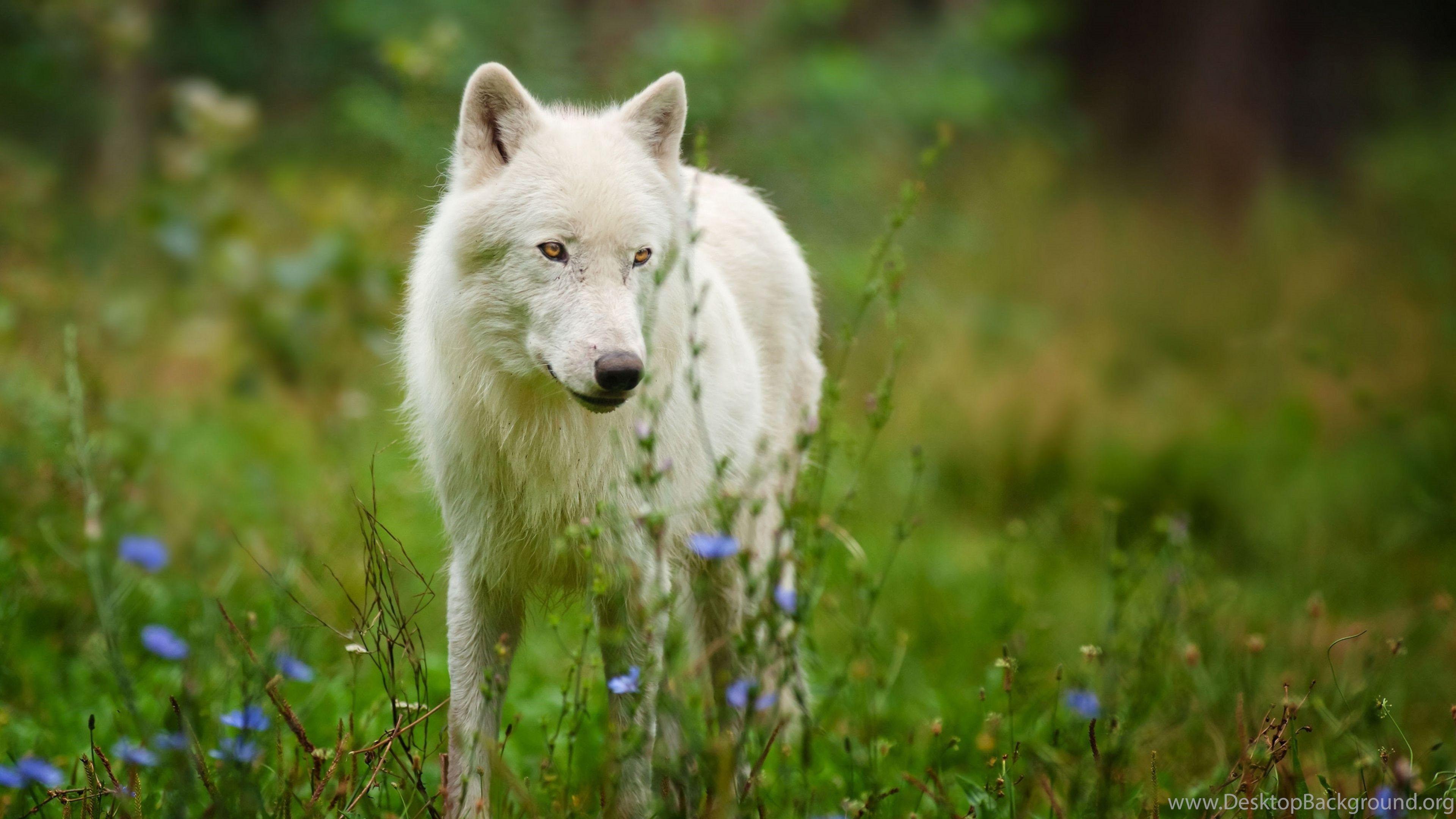 3840x2160 Download Wallpaper 3840x2160 Arctic Wolf, Predator, Wolf 4K Ultra