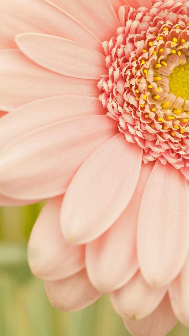 800x1420 Download Wallpaper 800x1420 Flowers, Pink, Petals, Beautiful Flowers Iphone Se 5s 5c 5 For Parallax HD Background