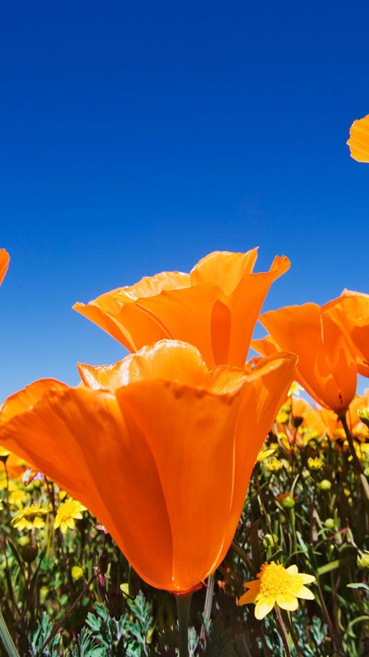 750x1334 Flower Field iPhone Wallpaper