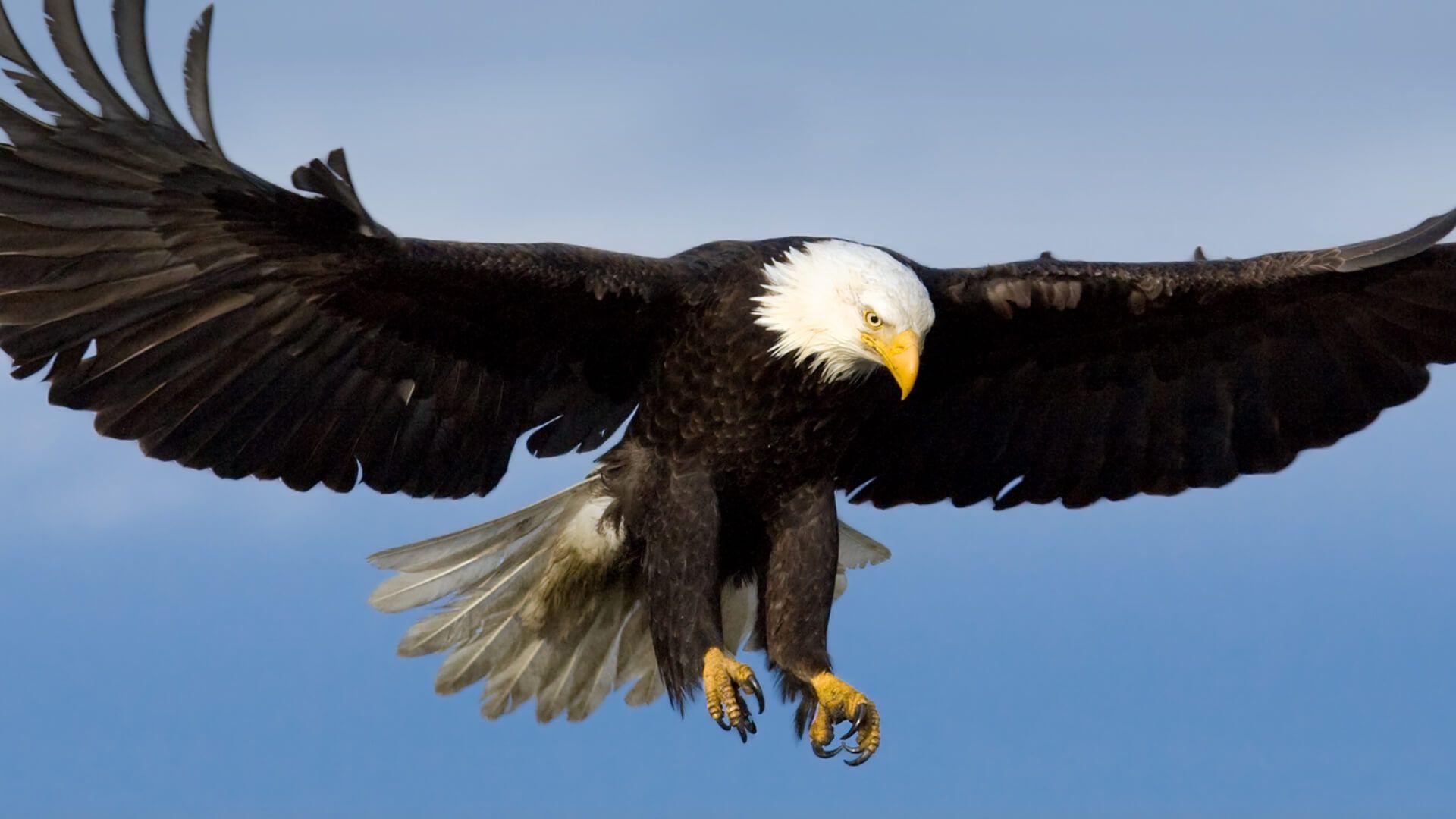 1920x1080 Bald Eagle wallpaper, Comics, HQ Bald Eagle pictureK Wallpaper