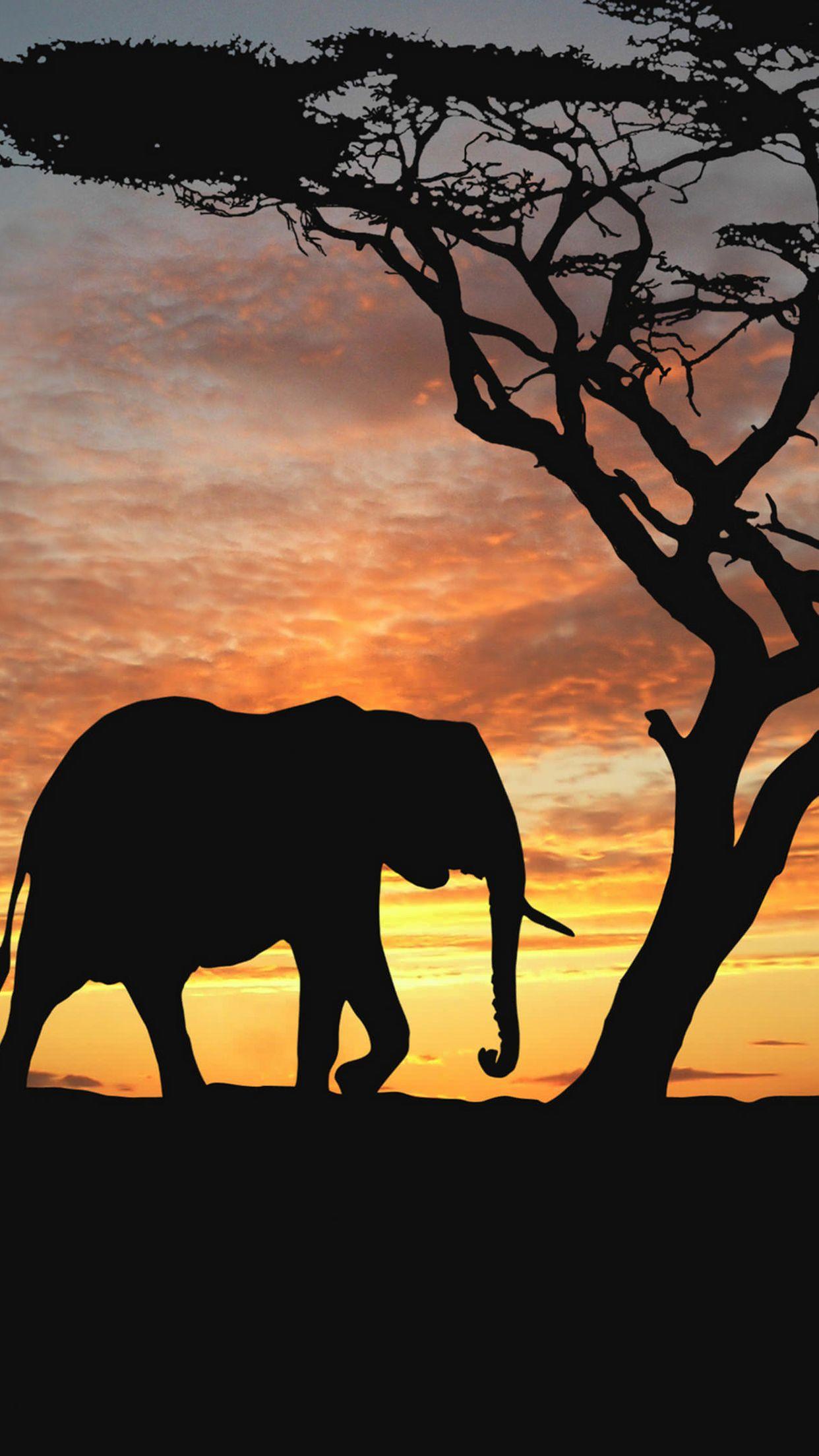 1242x2208 Elephant 3wallpaper iPhone Parallax Elephant Silhouette Tree HD Wallpaper