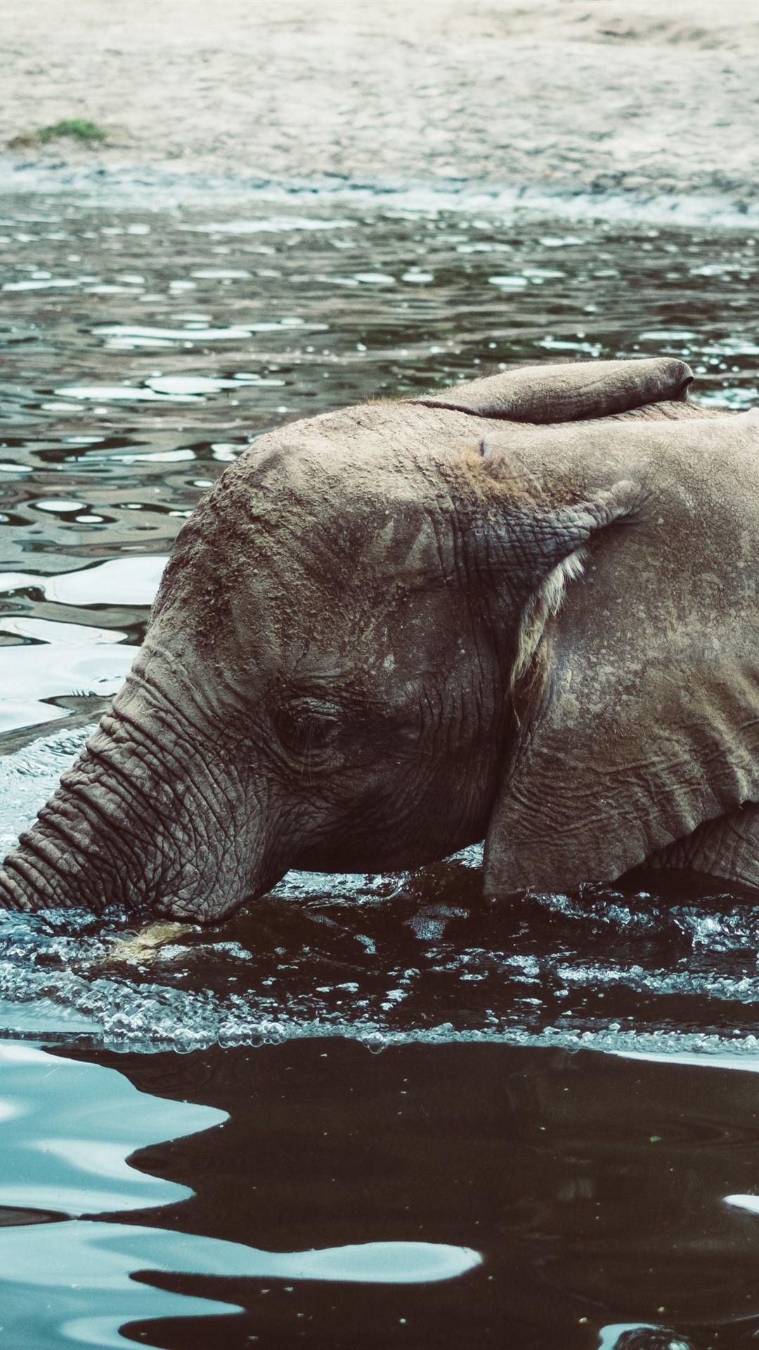 1080x1920 Elephant Baby In Water 1080x1920 IPhone 8 7 6 6S Plus Wallpaper, Background, Picture, Image