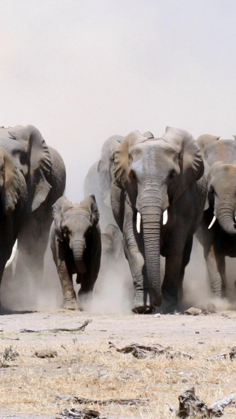 750x1334 Elephant Wallpaper For IPhone