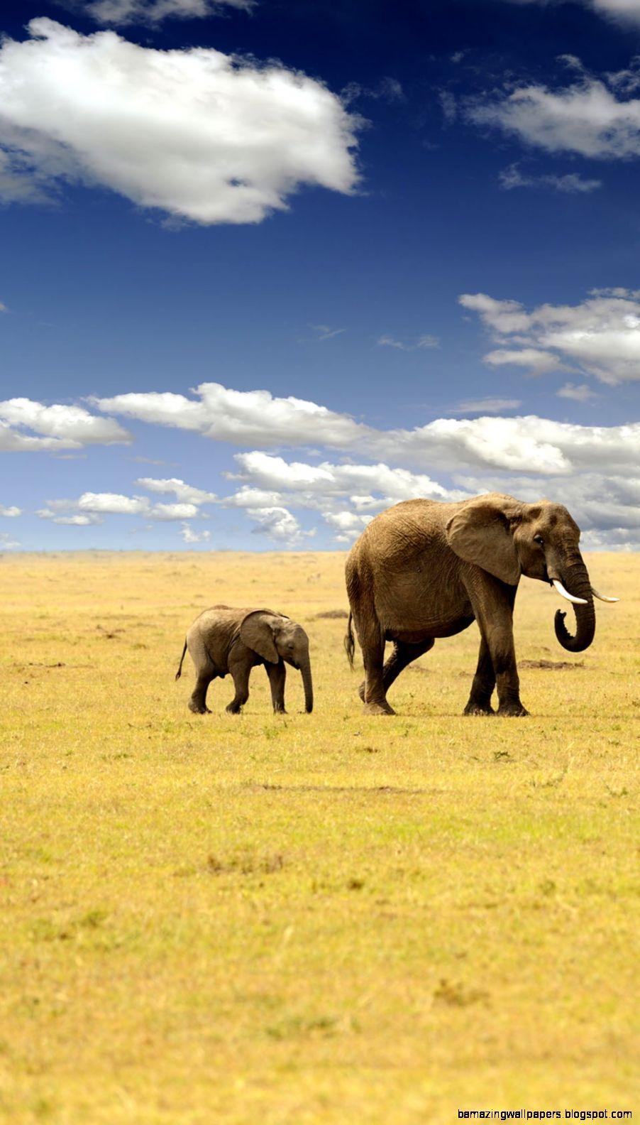 902x1584 Baby Elephant iPhone Wallpaper