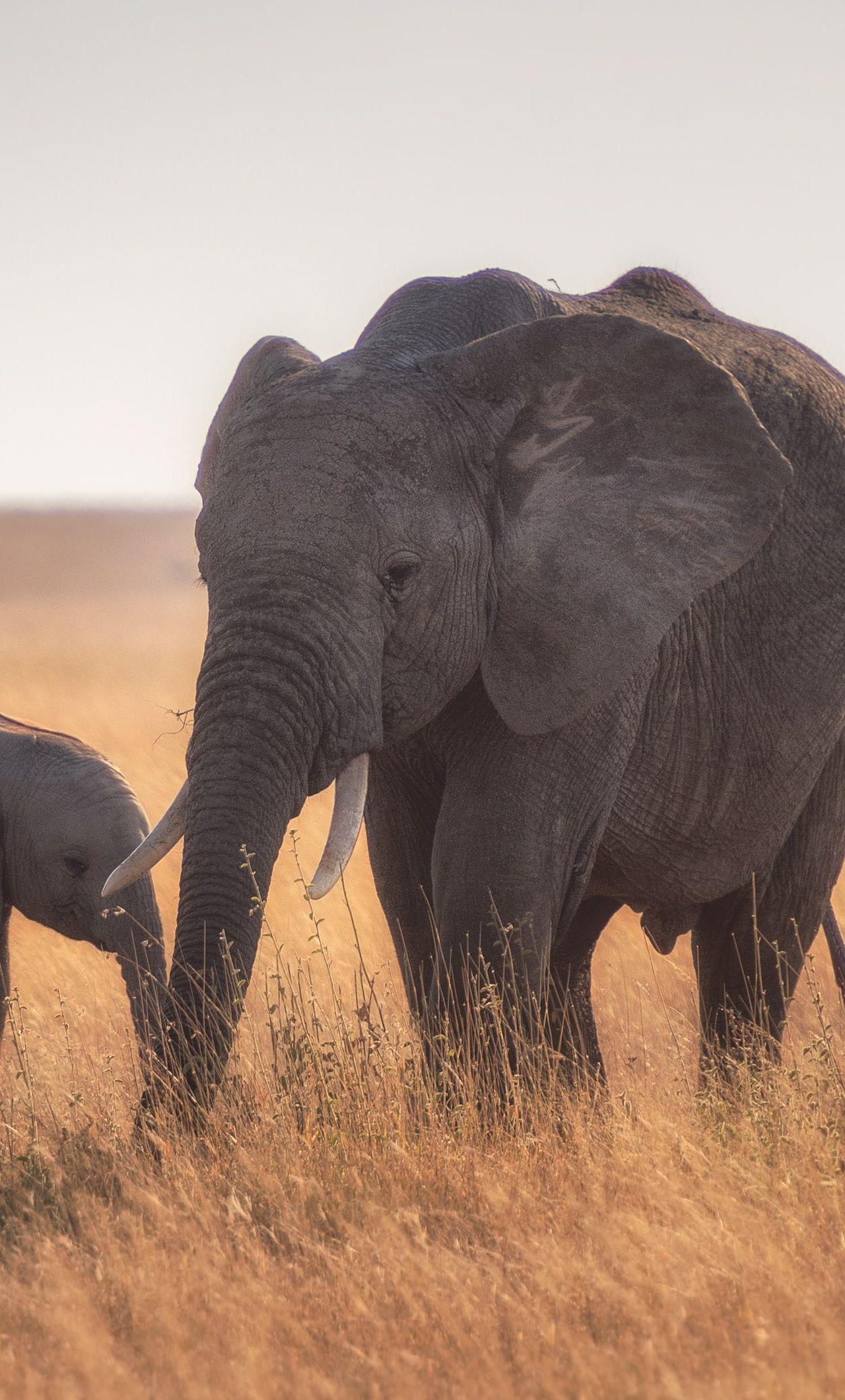 1280x2120 Mother Baby Elephant 4k iPhone HD 4k Wallpaper, Image, Background, Photo and Picture
