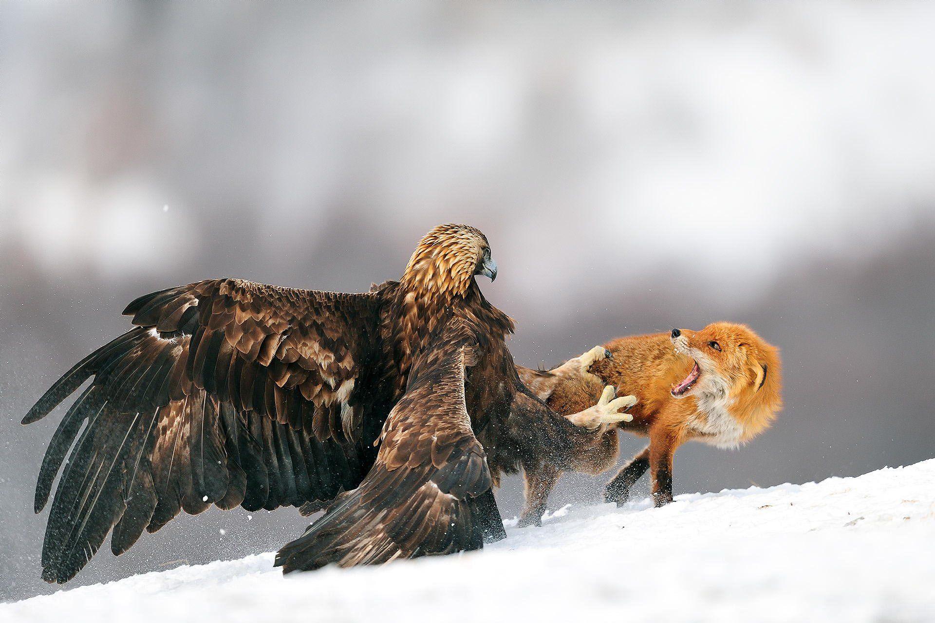 1920x1279 Golden Eagle HD Wallpaper and Background Image