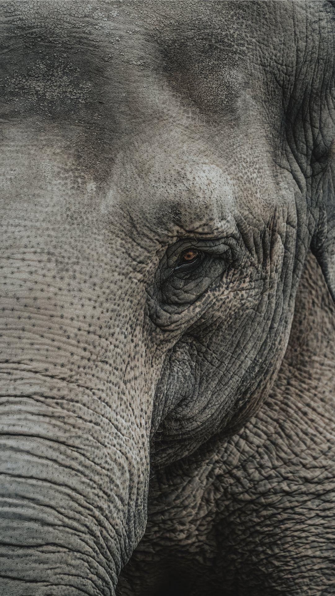 1080x1920 Best elephant iPhone 8 Wallpaper HD