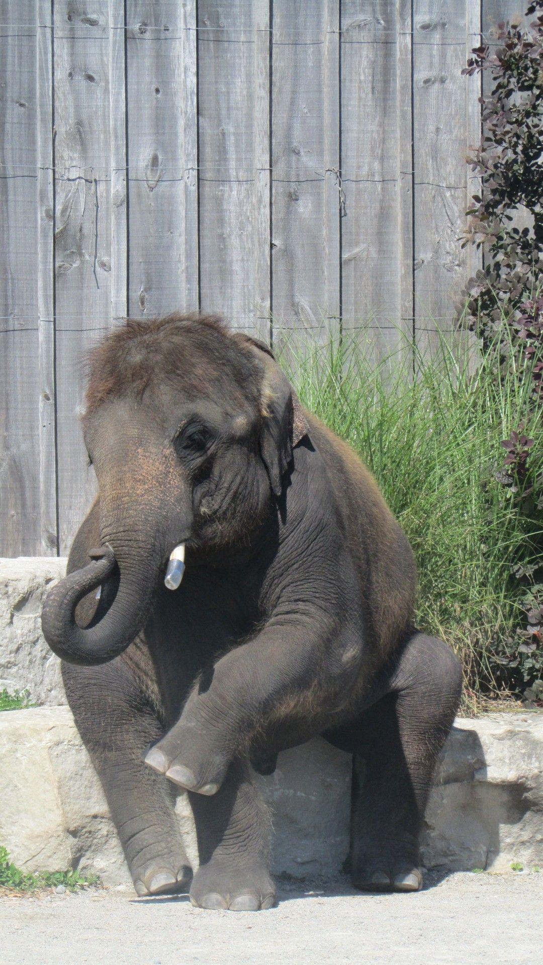 1080x1920 Baby Elephant Free Domain Picture
