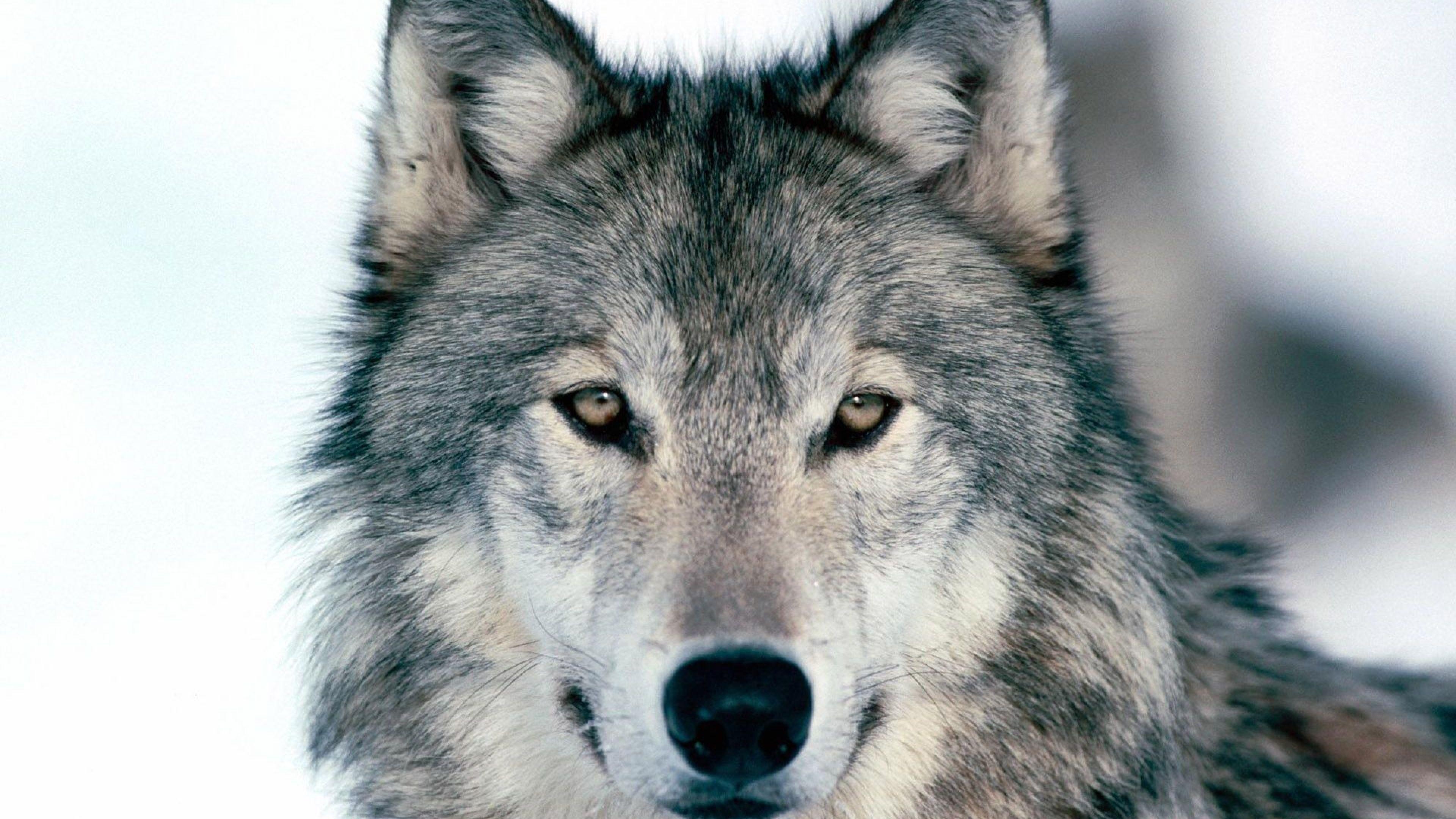 3840x2160 Desktop Background Wolf
