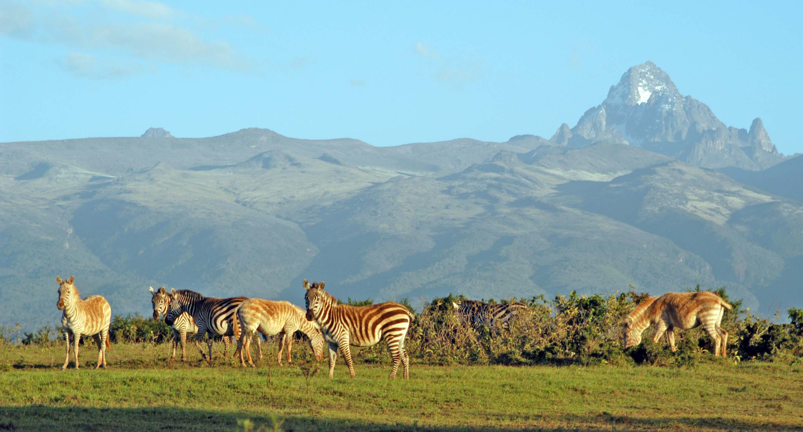 2775x1492 Zebras in National Park in Kenya # 2775x1492. All For Desktop