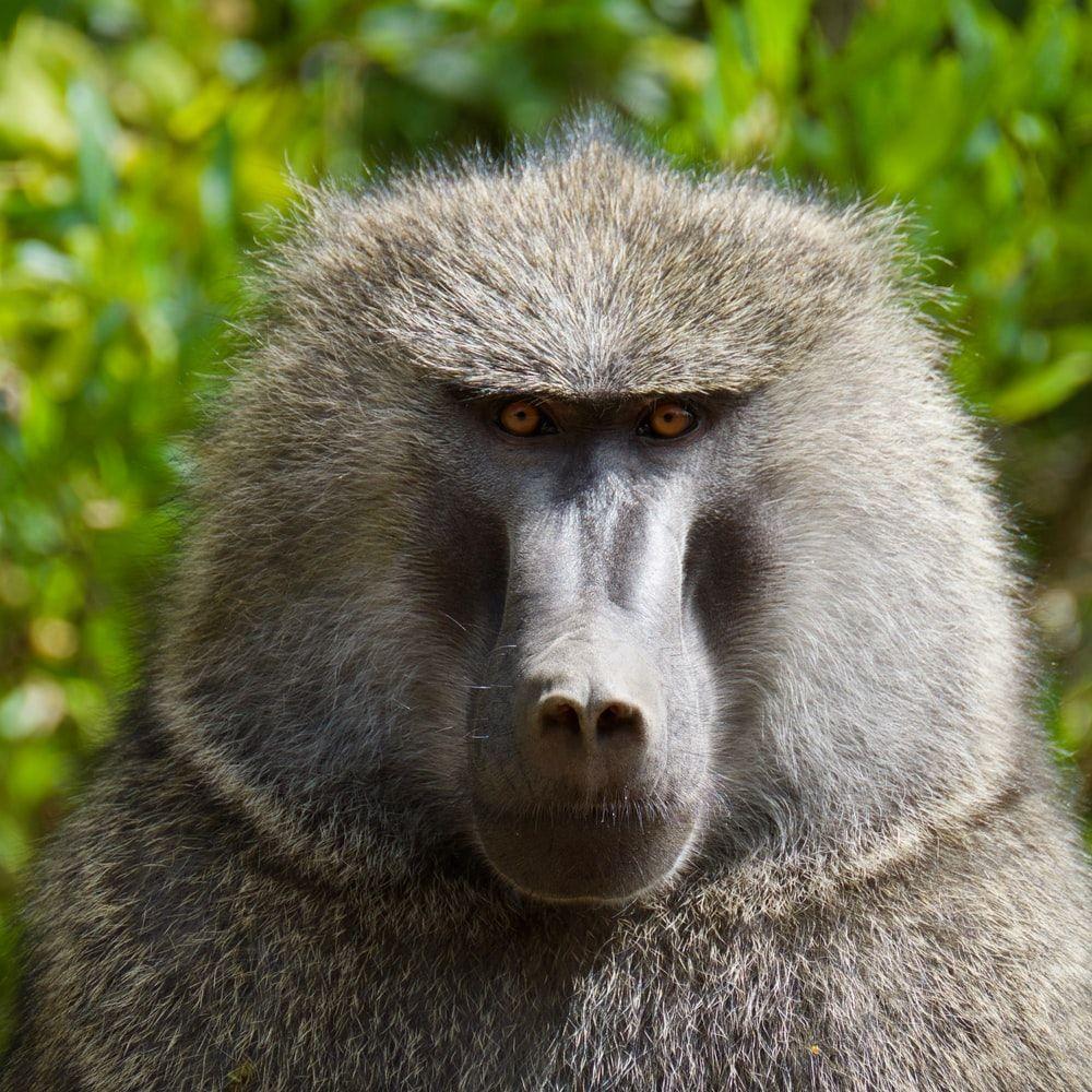 1000x1000 Mount Kenya Picture. Download Free Image