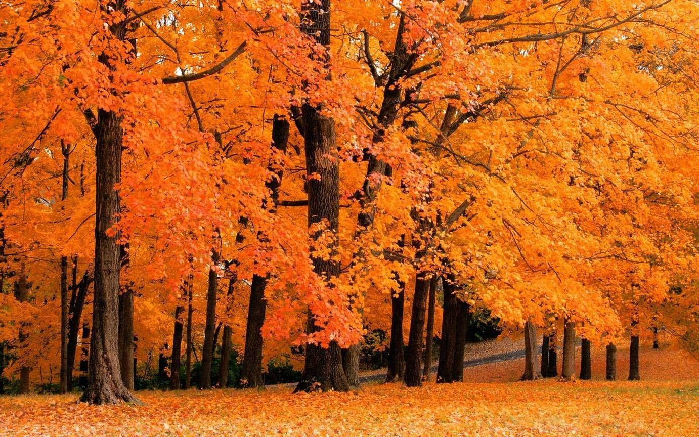 Orange Nature Wallpapers - Top Free Orange Nature Backgrounds ...