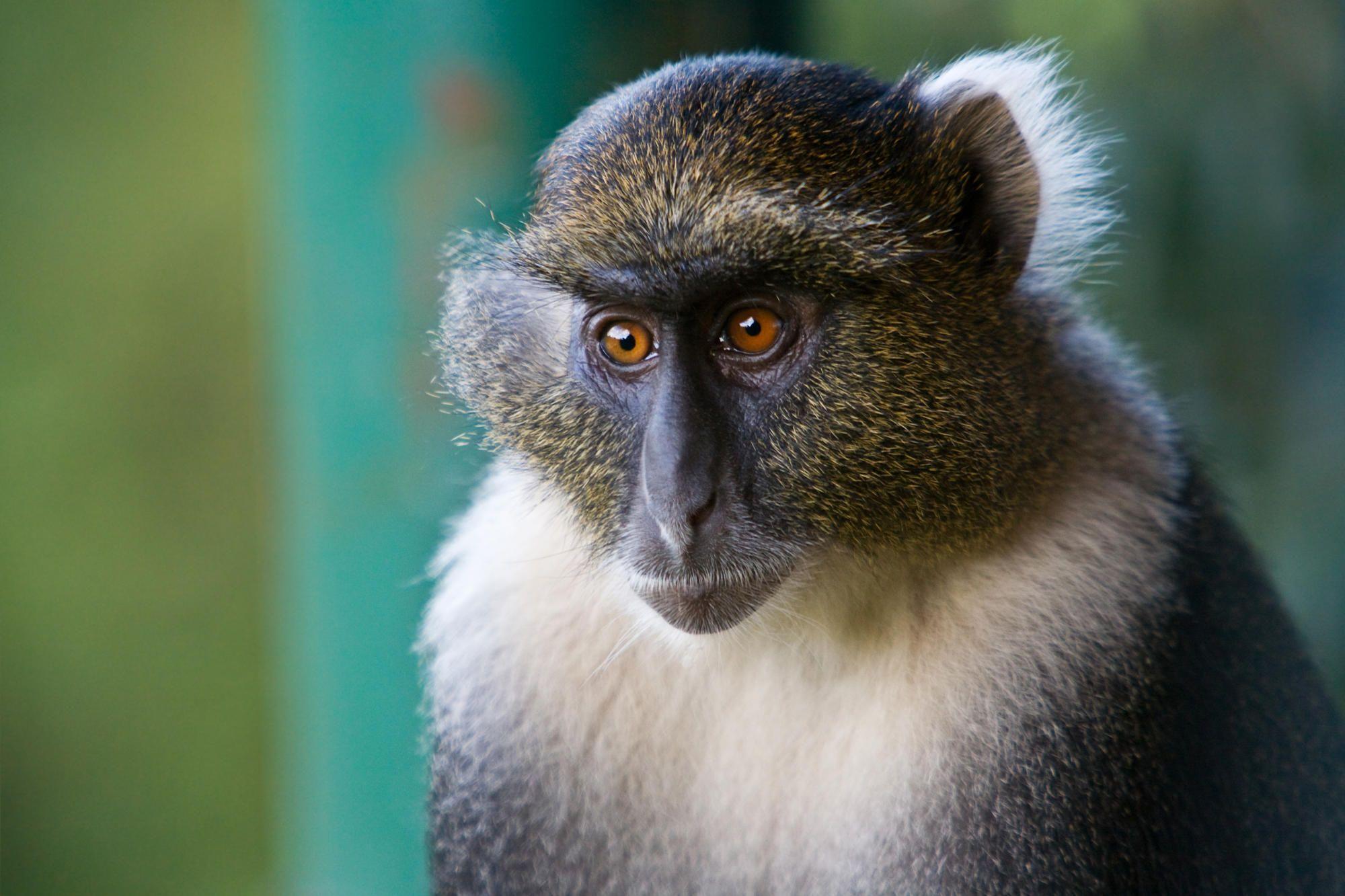 2000x1333 Sykes Monkey, Mount Kenya National Park, Kenya HD Wallpaper. Monkey picture, Monkey, Baboon