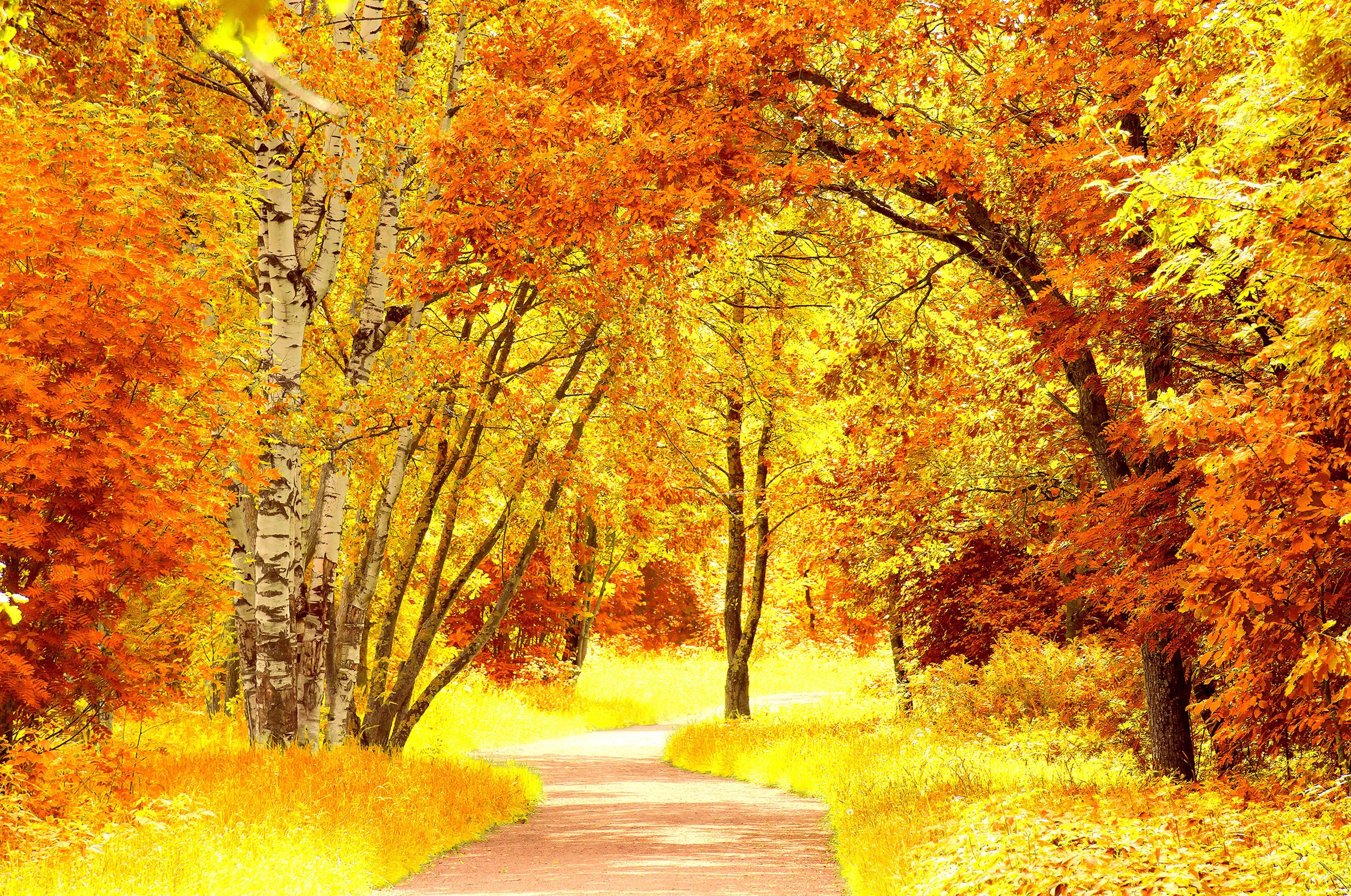 4916x3260 Photos Birch Nature Orange Autumn Trees Seasons 4916x3260