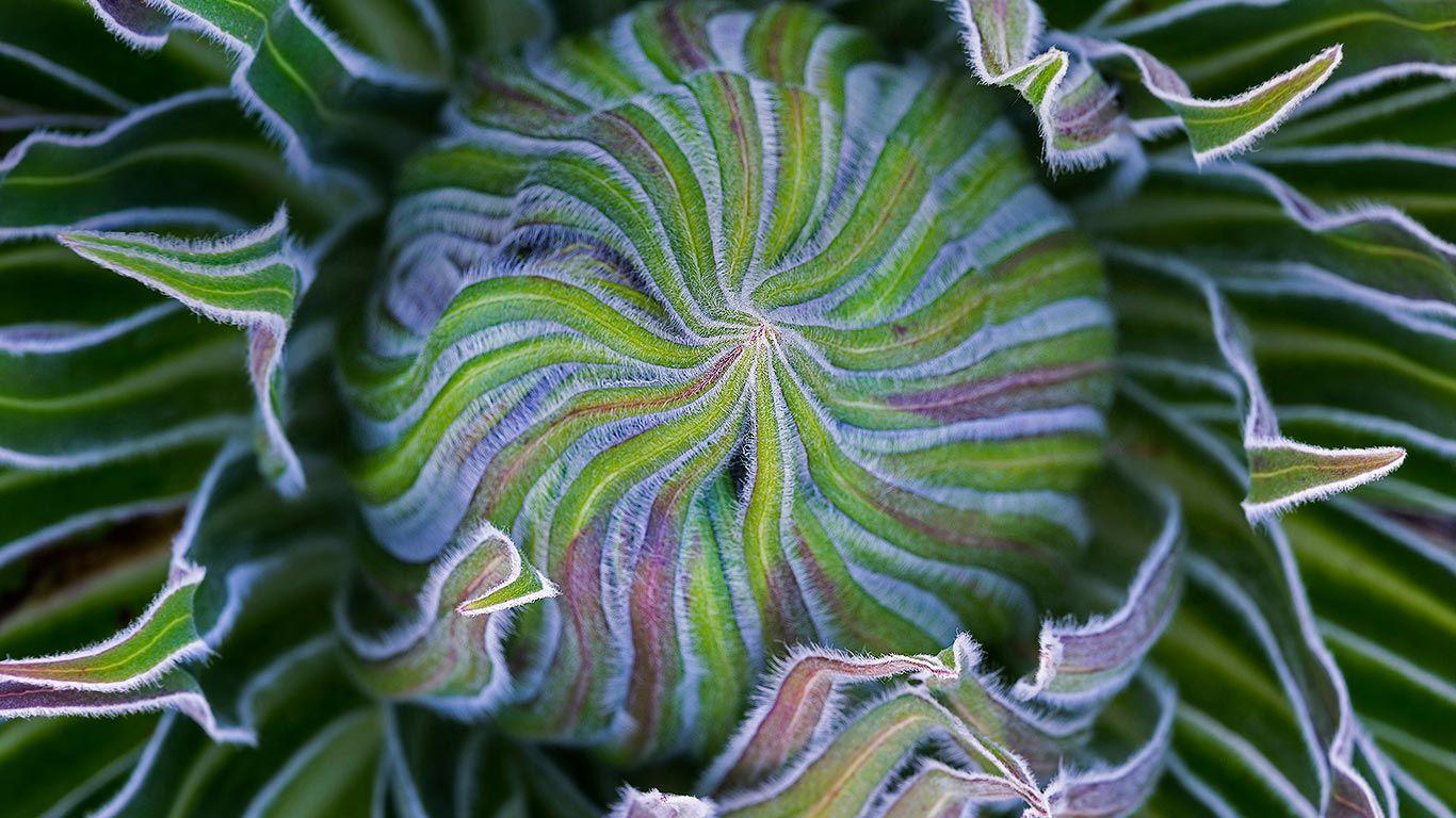 1366x768 Giant lobelia in Mount Kenya National Park, Kenya