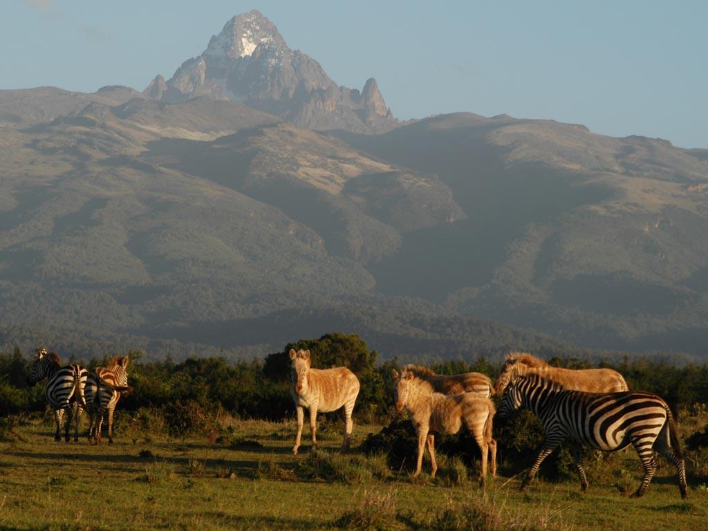 Mount Kenya Wallpapers - Top Free Mount Kenya Backgrounds - WallpaperAccess