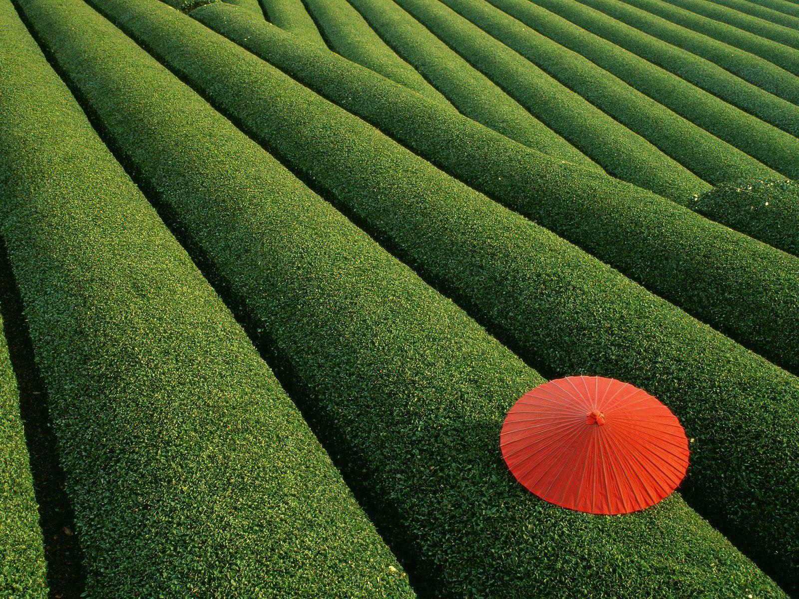 1600x1200 Tea Fields Wallpaper Japan World Wallpaper in jpg format for free