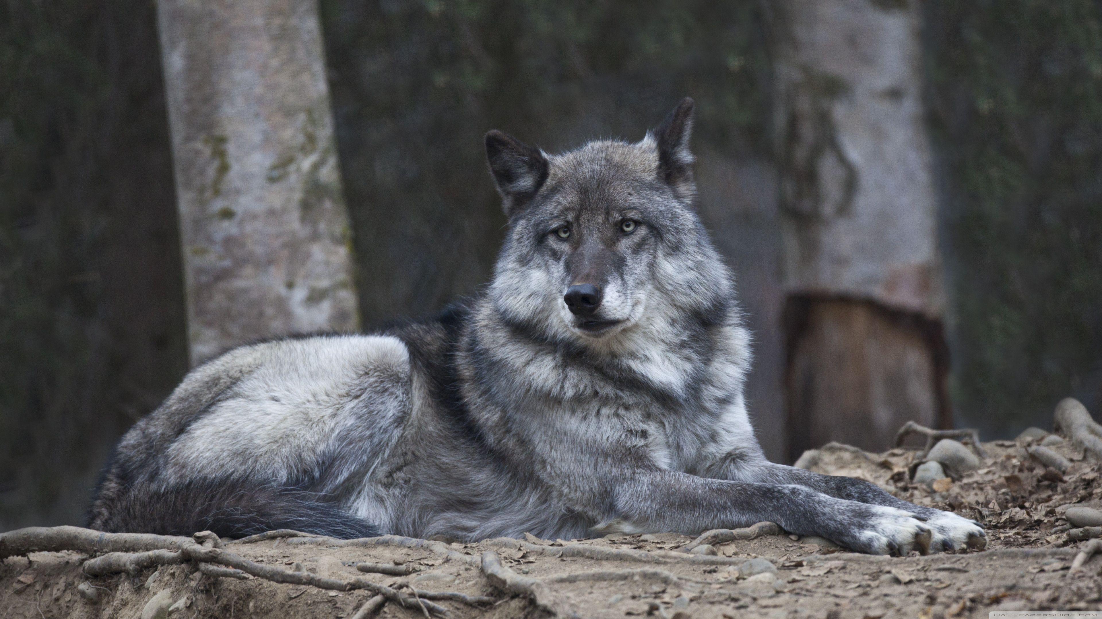 3840x2160 Alaskan Wolf ❤ 4K HD Desktop Wallpaper for 4K Ultra HD TV • Wide