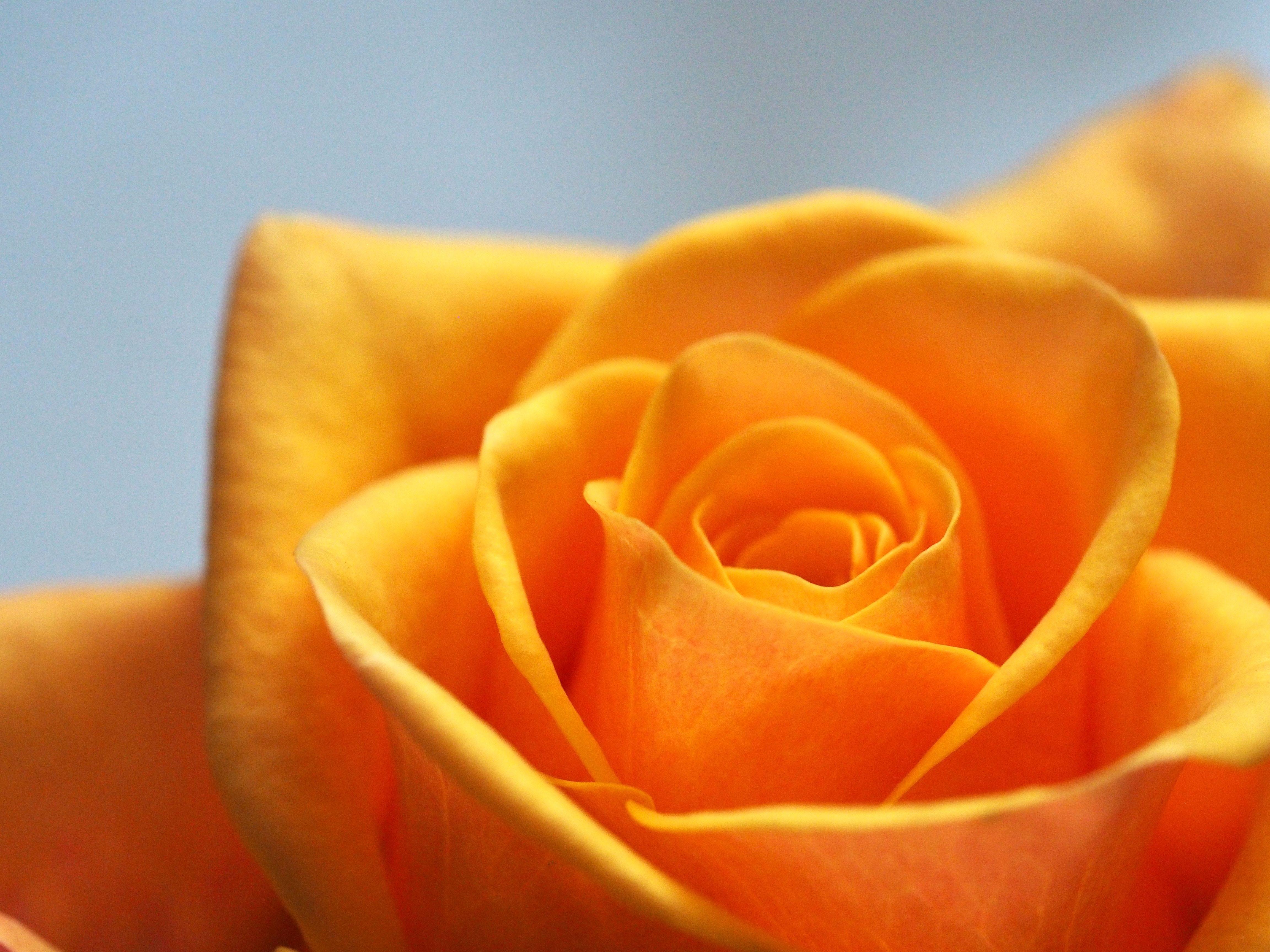 4608x3456 4608x3456 #floral, #minimal, #flower, #nature wallpaper, #romance, #macro photography, #wallpaper, #Free , #lovely, #rose, #closeup, #valentine, #bloom, #petla, #flower wallpaper, #soft, #orange, #love, #wedding, #simple, #rose
