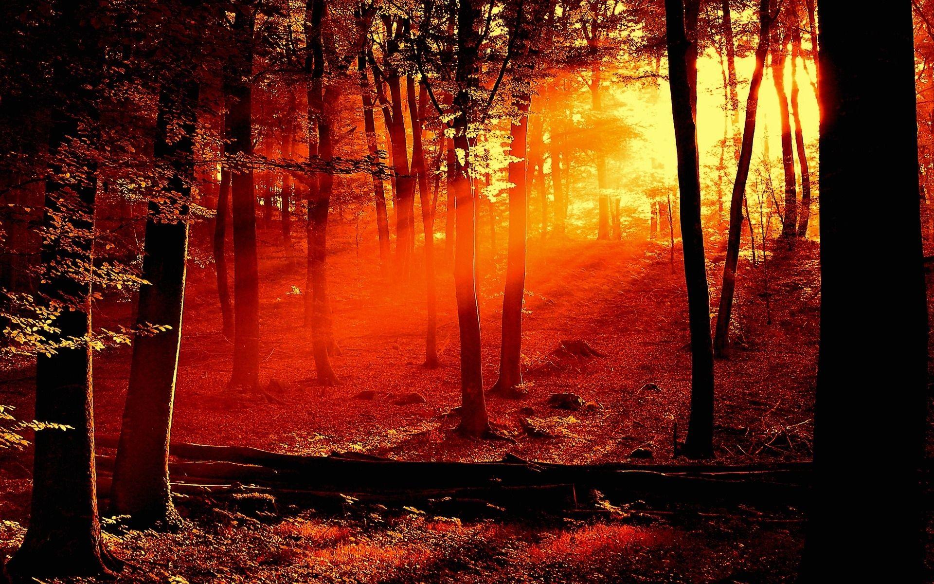Orange Nature Wallpapers Top Free Orange Nature Backgrounds WallpaperAccess