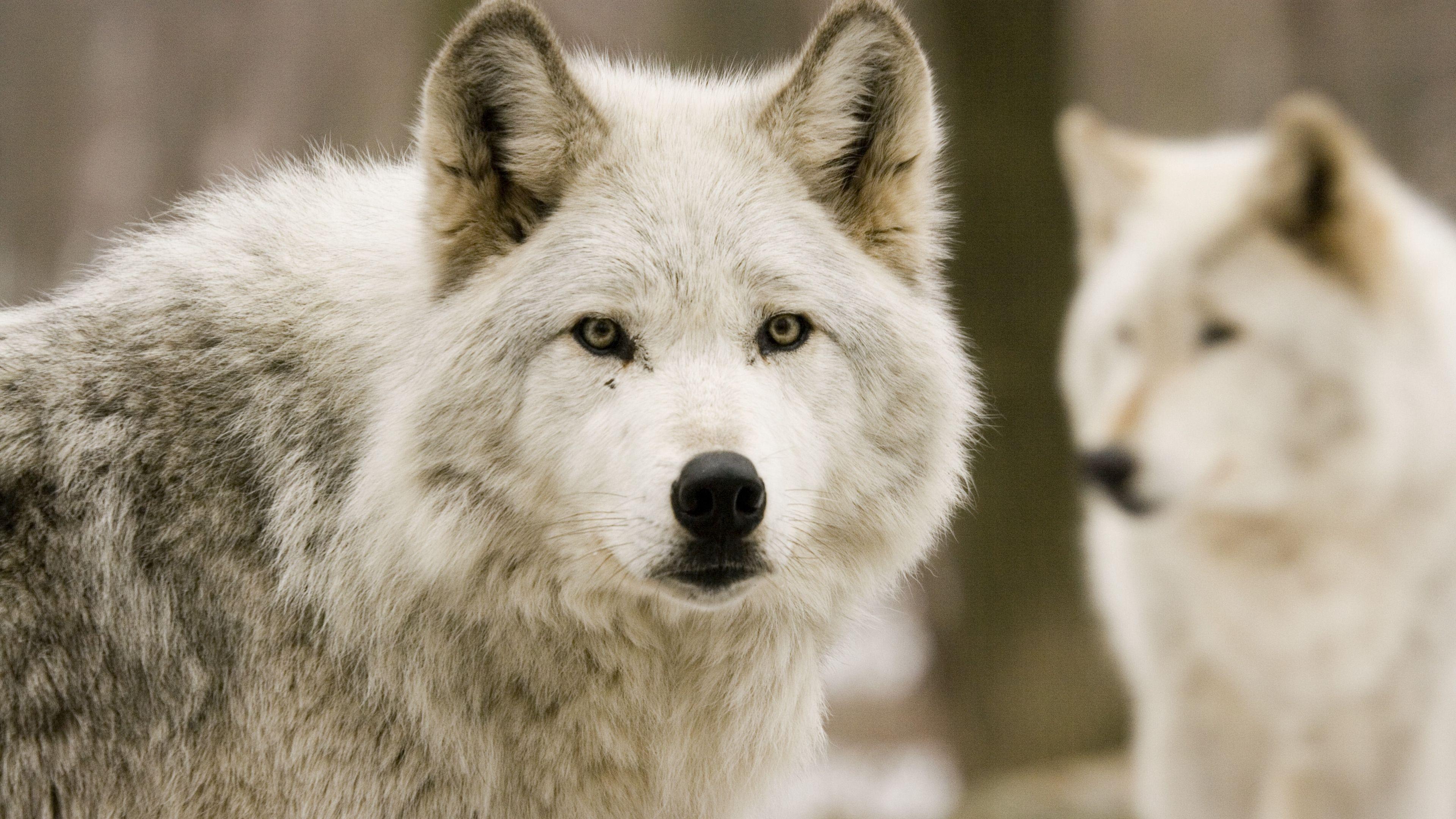 3840x2160 Download wallpaper 3840x2160 wolves, predators, forest, hunting 4k