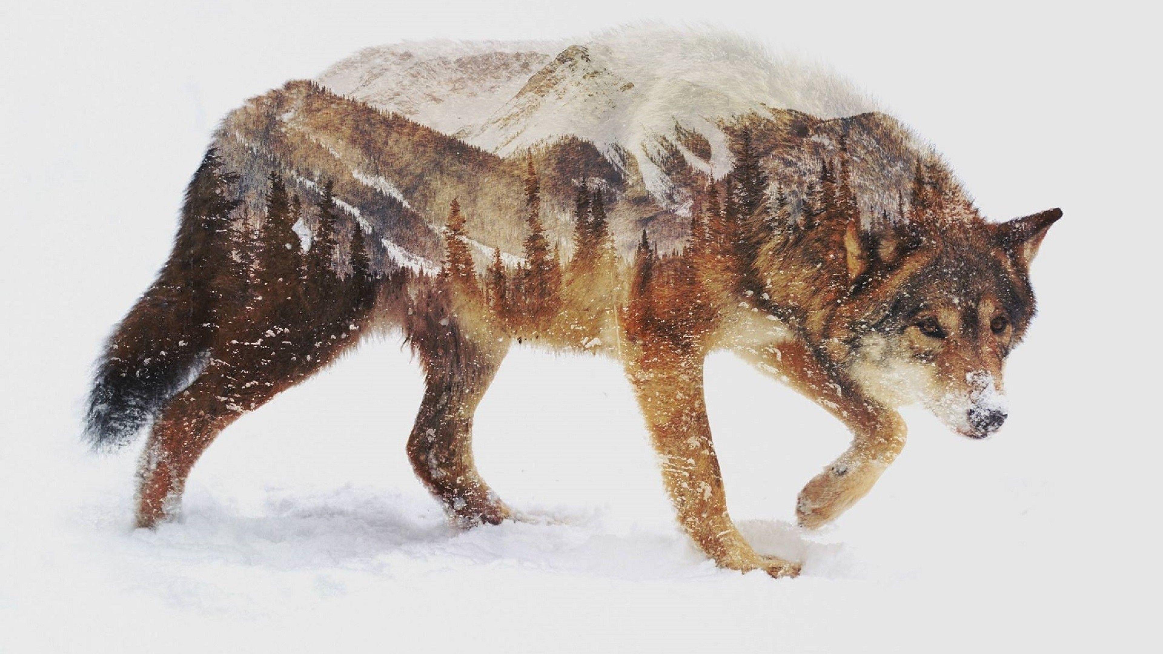 3840x2160 Download 3840x2160 Wolf, Walking, Snow, Artistic Wallpaper for UHD