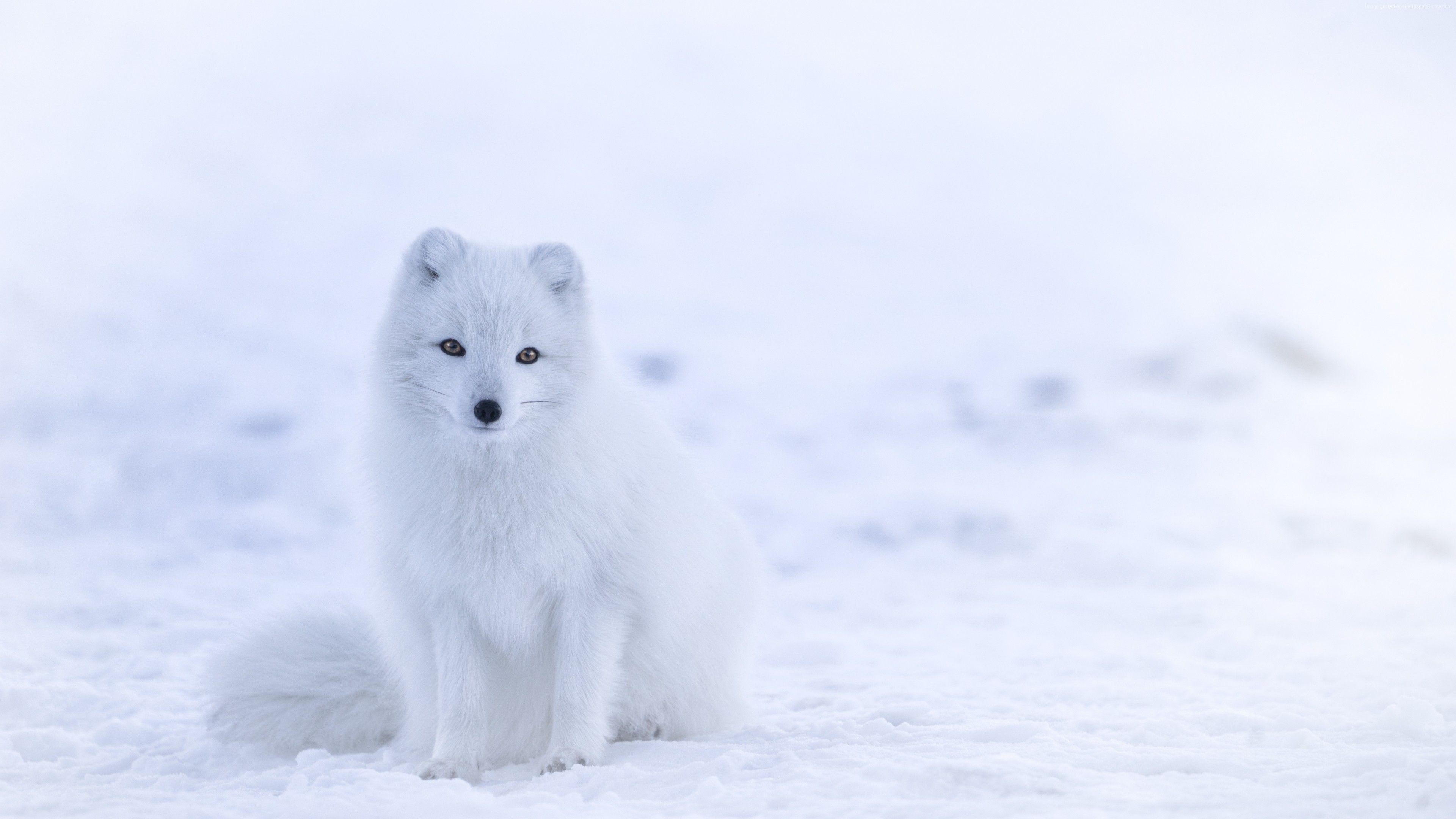 3840x2160 Cute Wallpaper For Laptop Winter