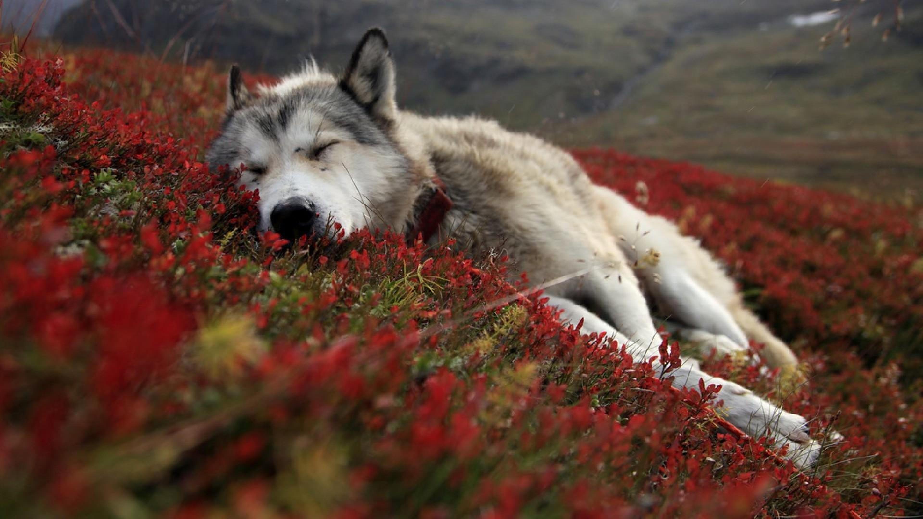 3840x2160 Wolf Sleeping wolf Animals HD Wallpaper, Desktop Background