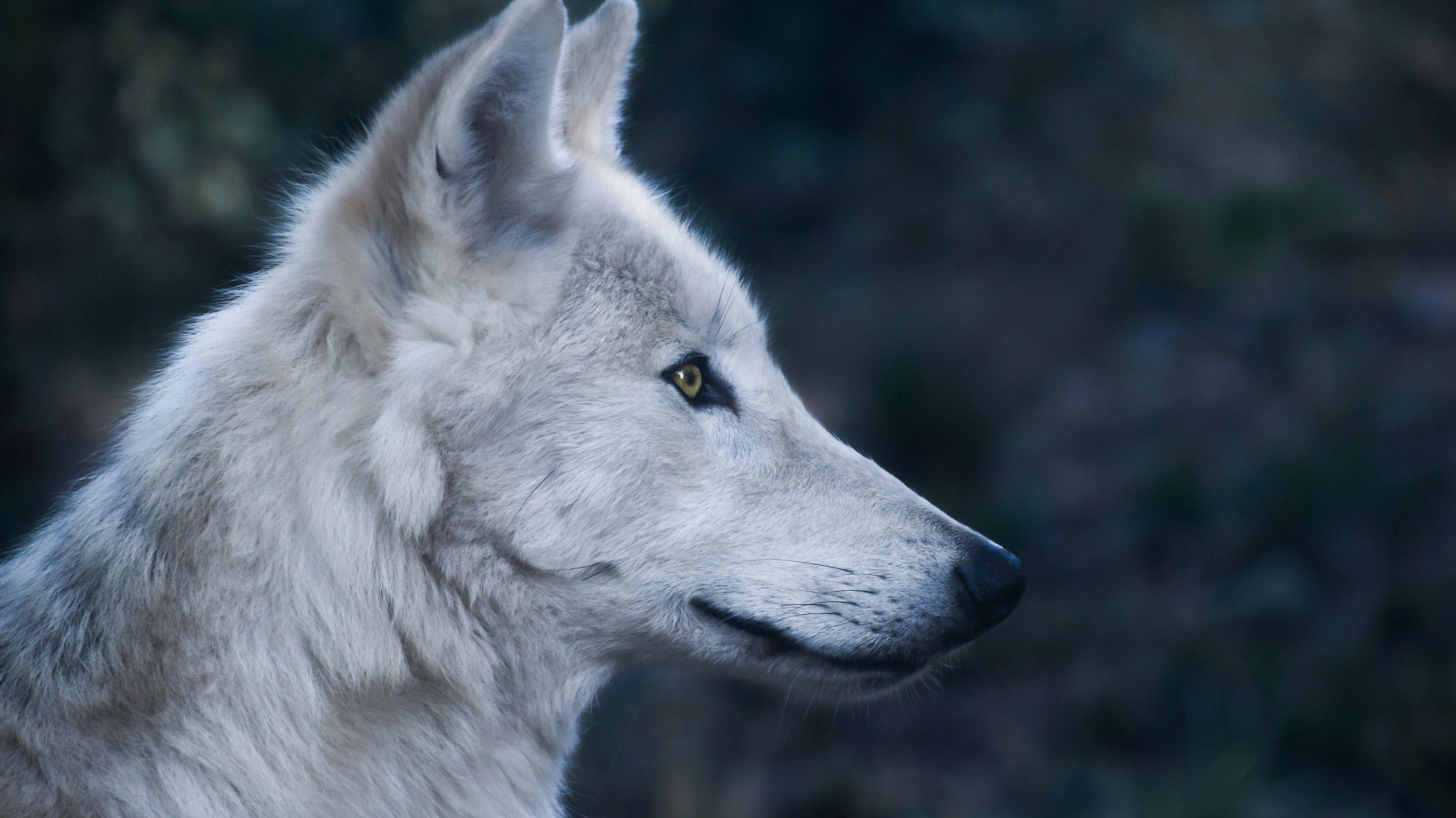 3840x2160 Download 3840x2160 wallpaper wolf, predator, wild animal, muzzle, 4k