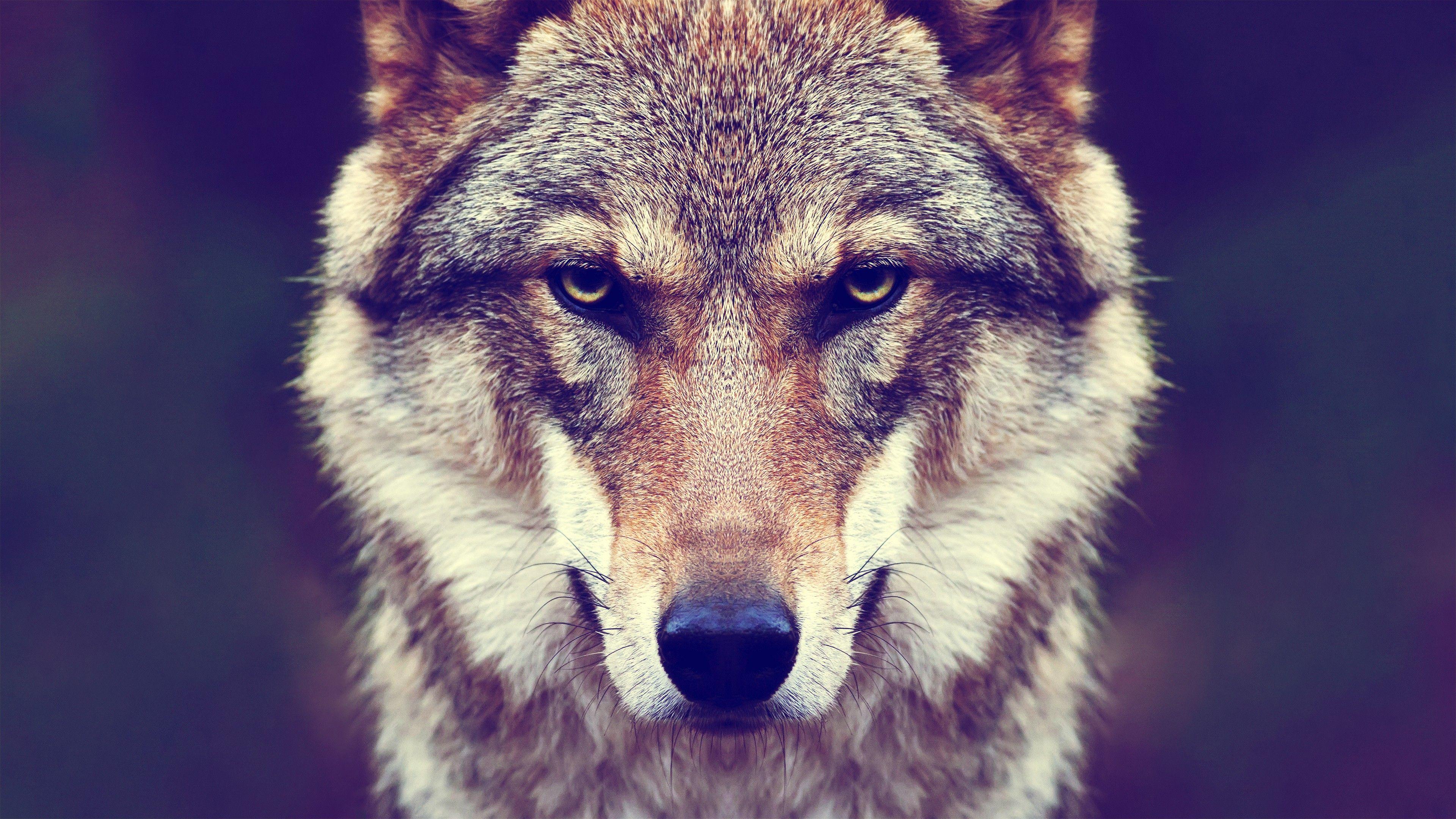 3840x2160 Wolf 4k Ultra HD Wallpaper and Background Imagex2160