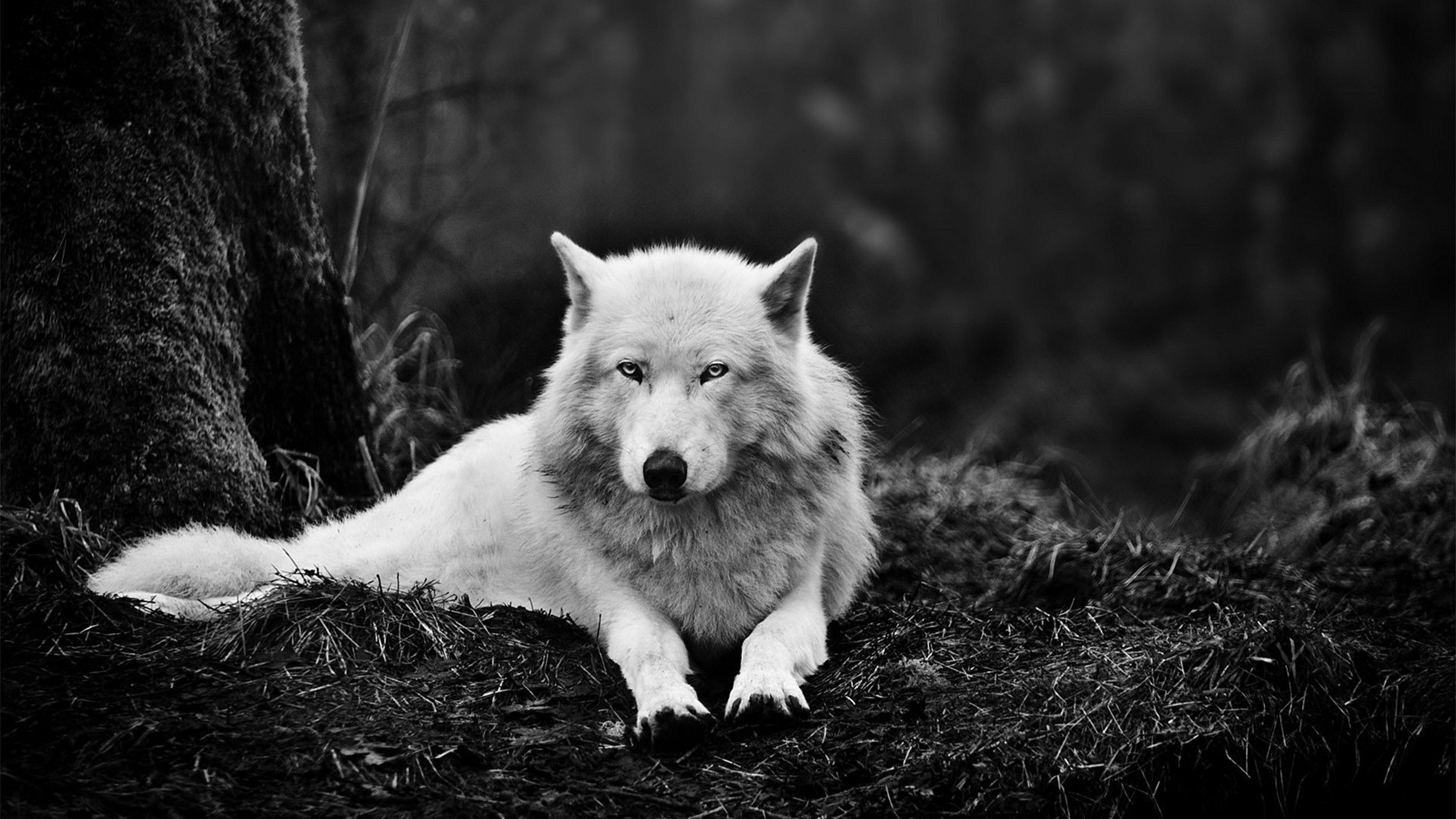 3840x2160 A white wolf on a dark backdrop 4K UHDTV