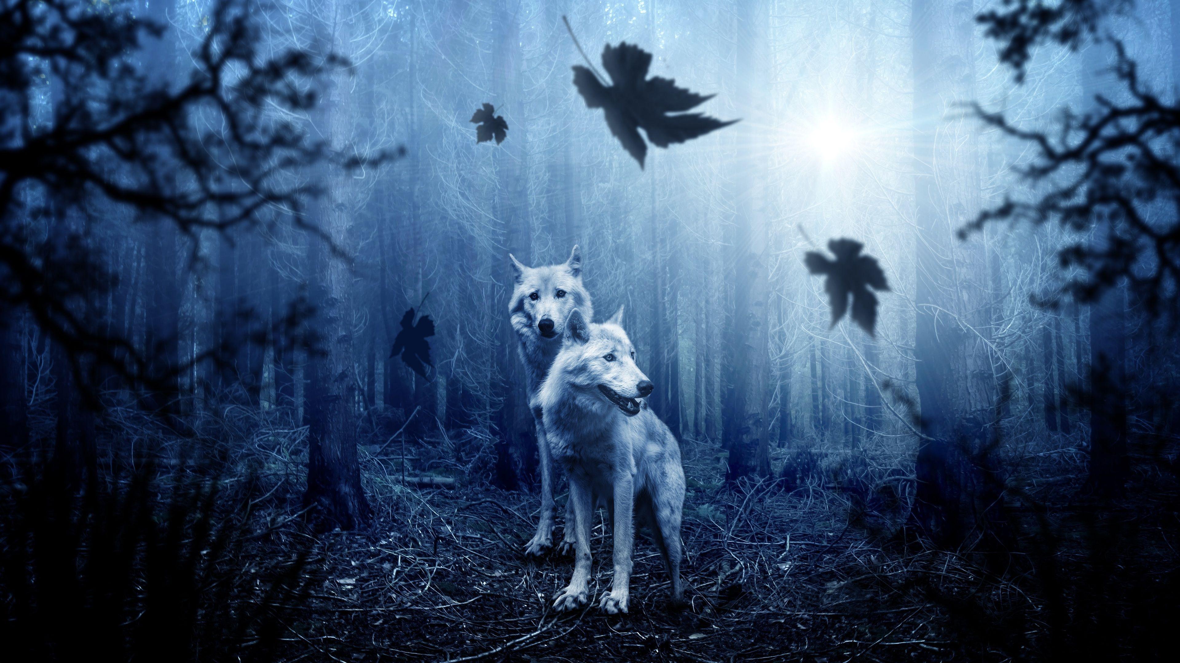3840x2160 Wolf Predator Forest 5k 4k HD 4k Wallpaper, Image