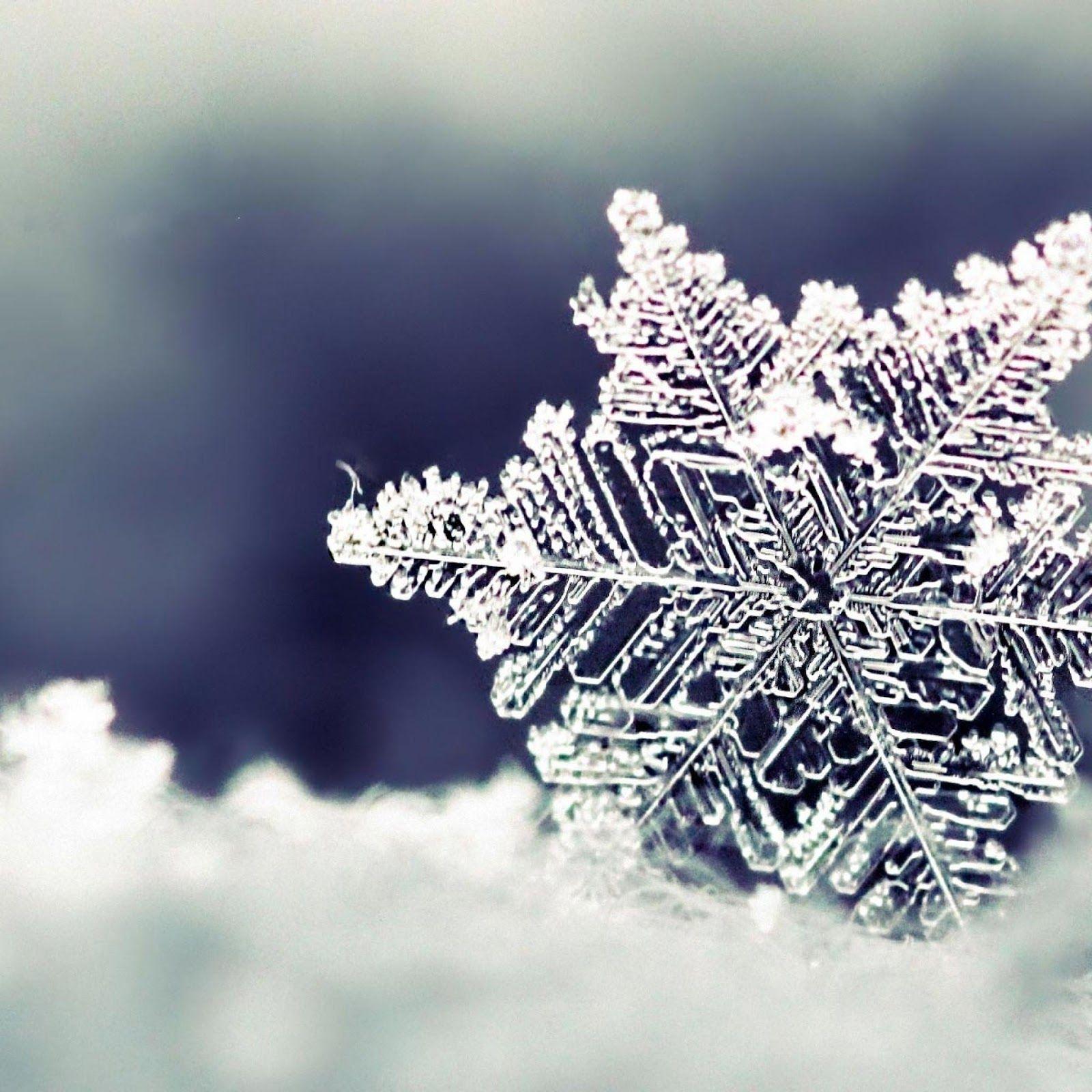1600x1600 Winter Themed Background