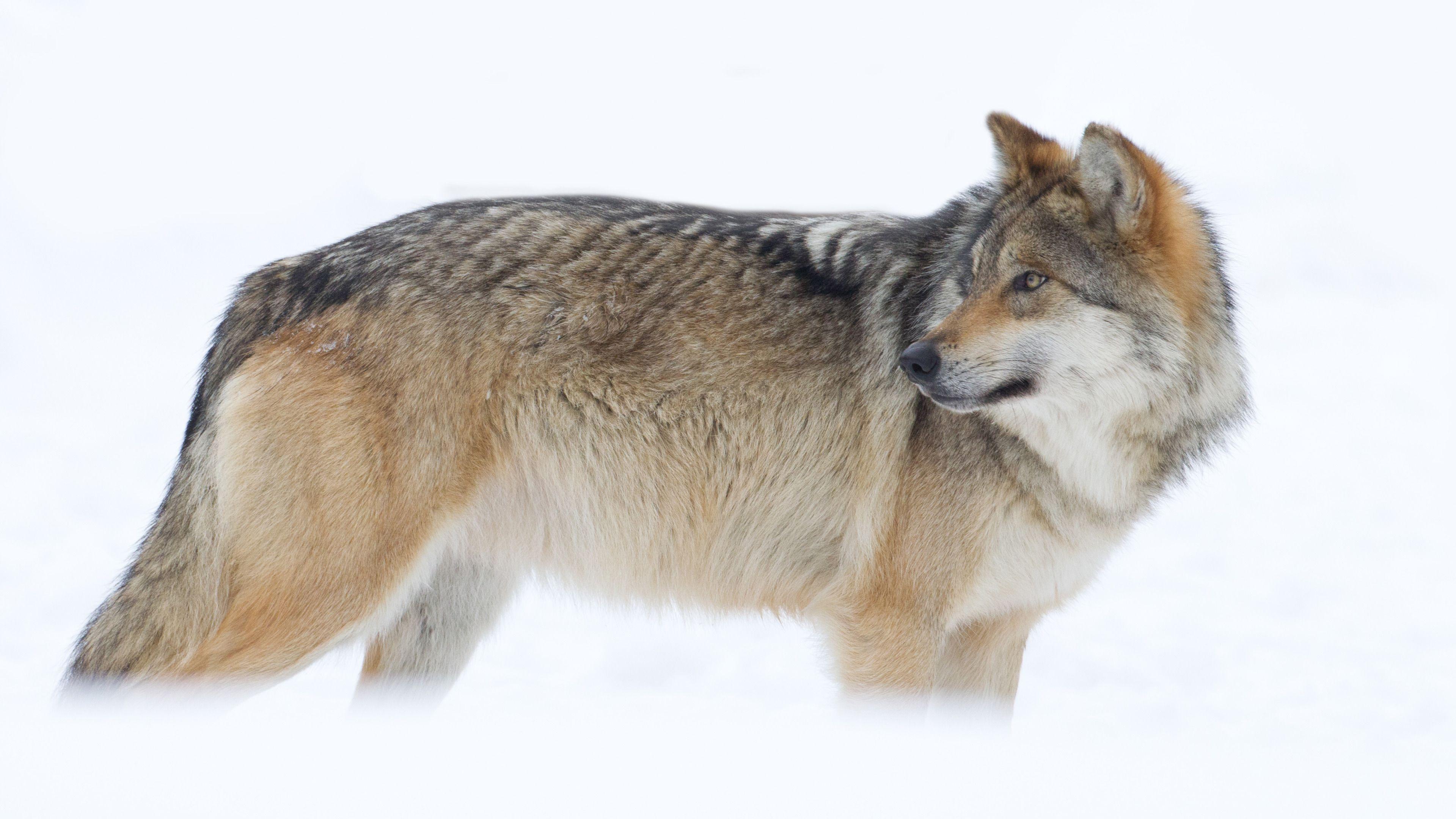 3839x2160 Wolf Widescreen Wallpaper. Wide