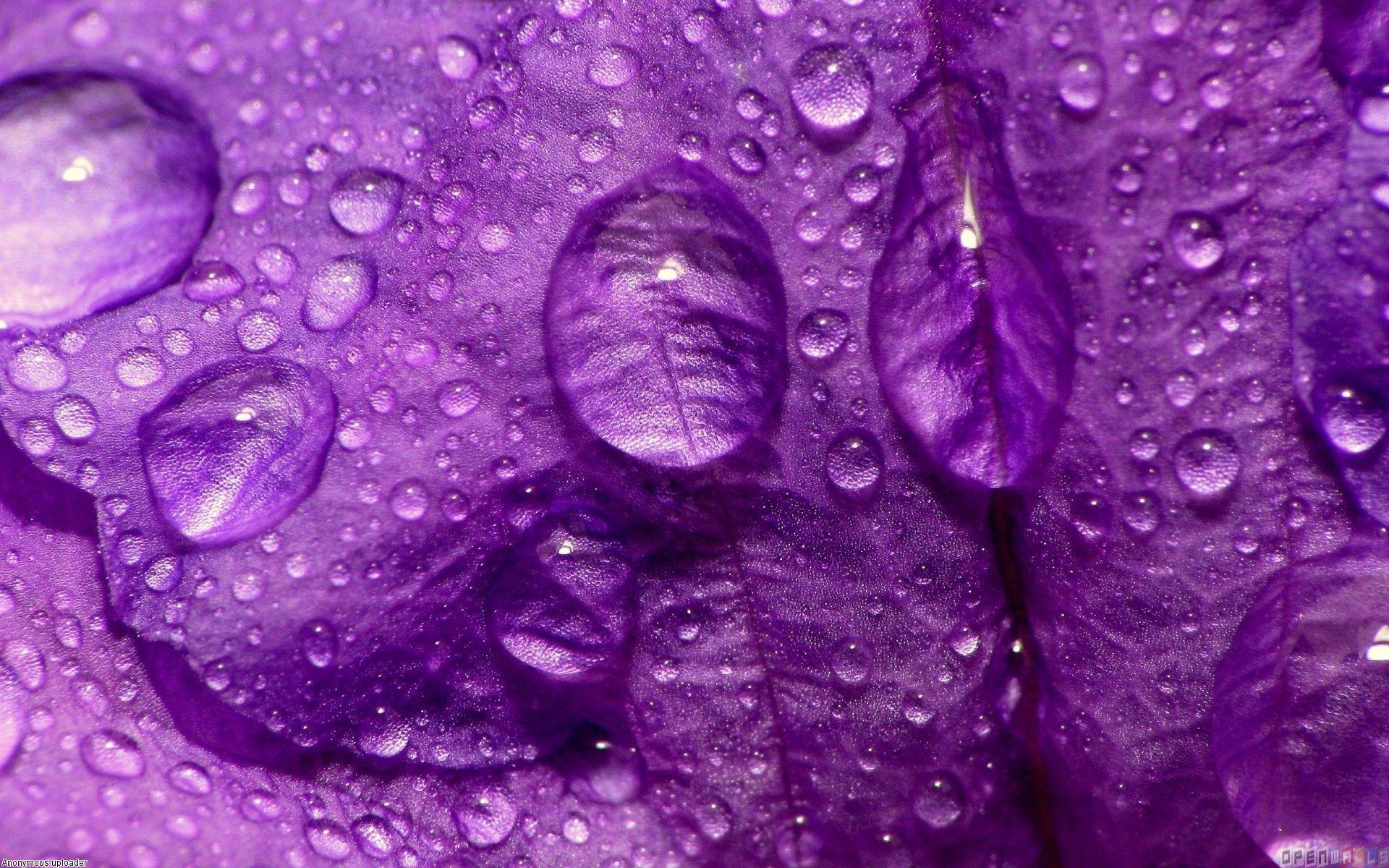 1920x1200 Purple Rain Wallpaper
