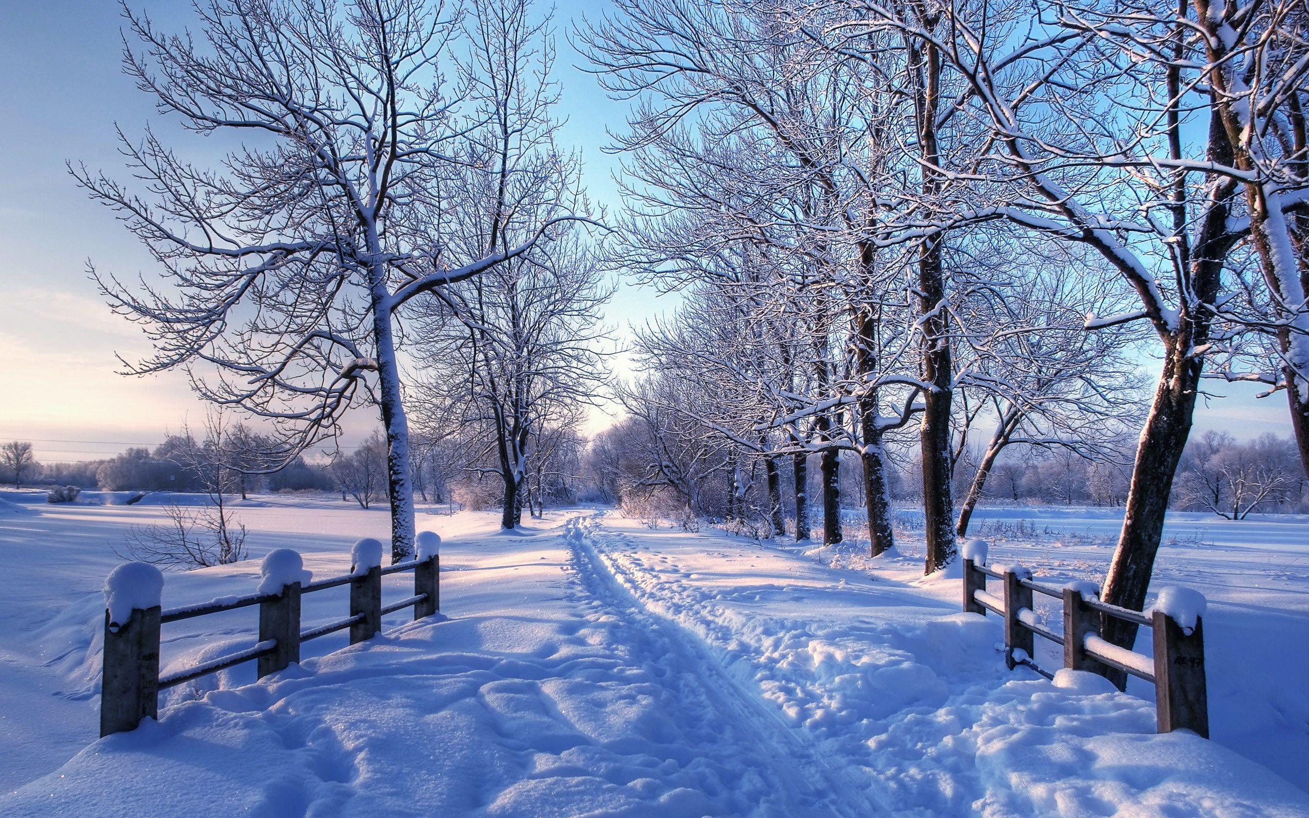 2560x1600 Winter Wallpaper for Desktop Background