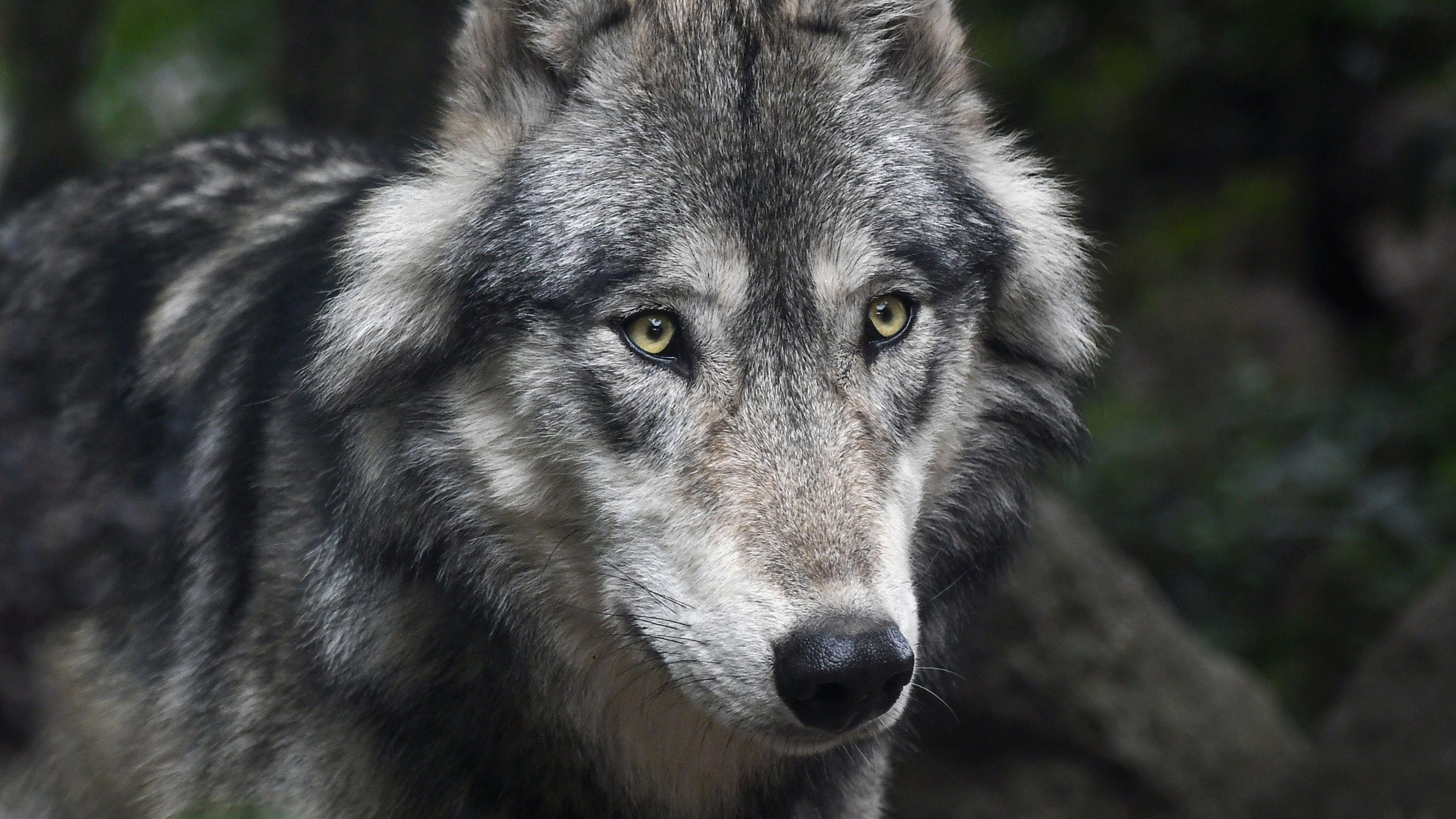 3840x2160 Download 3840x2160 wallpaper predator, wolf, muzzle, animal, 4k, uhd