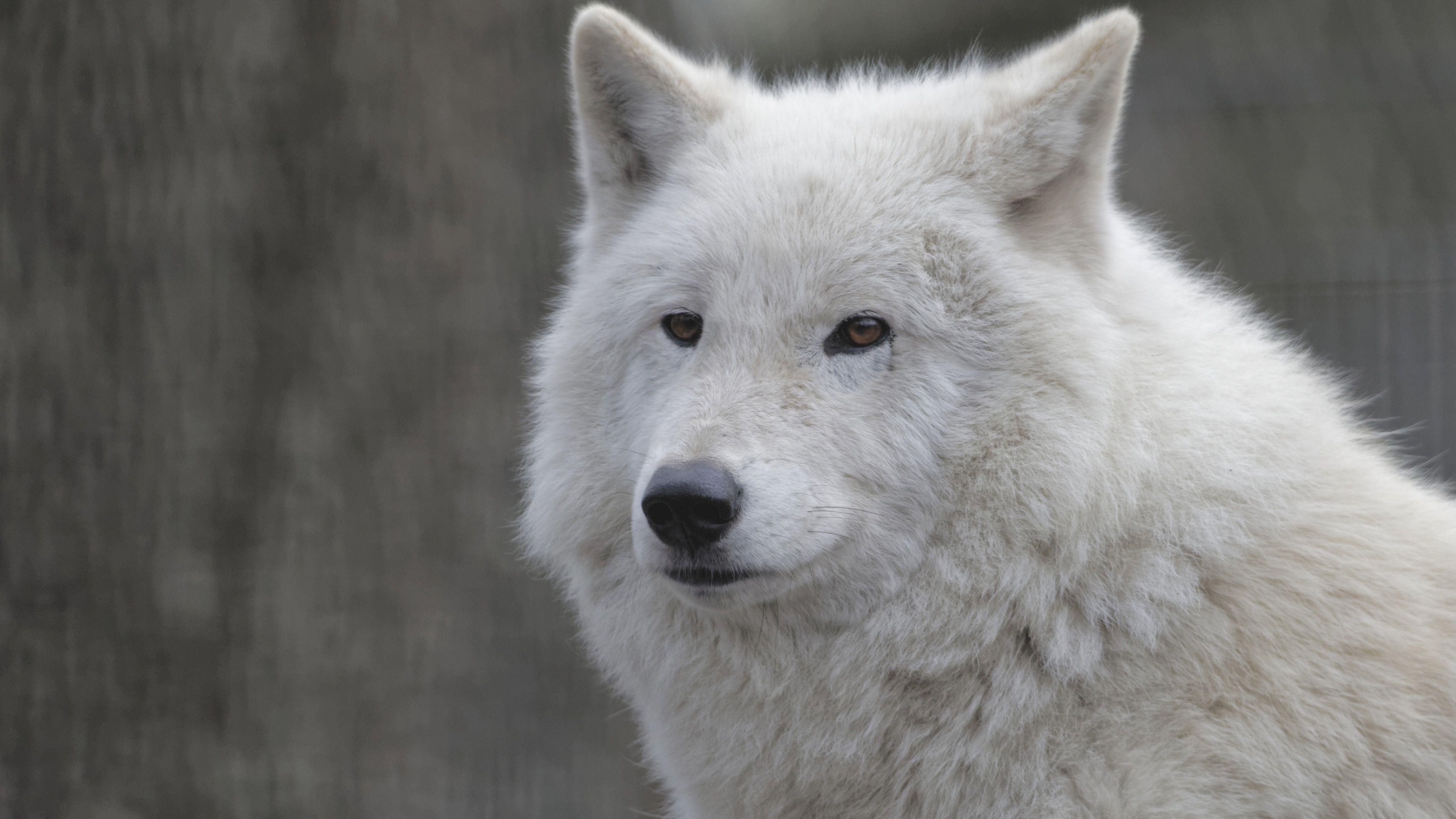 3840x2160 Download Wallpaper 3840x2160 White Wolf Close Up, Face, Portrait UHD