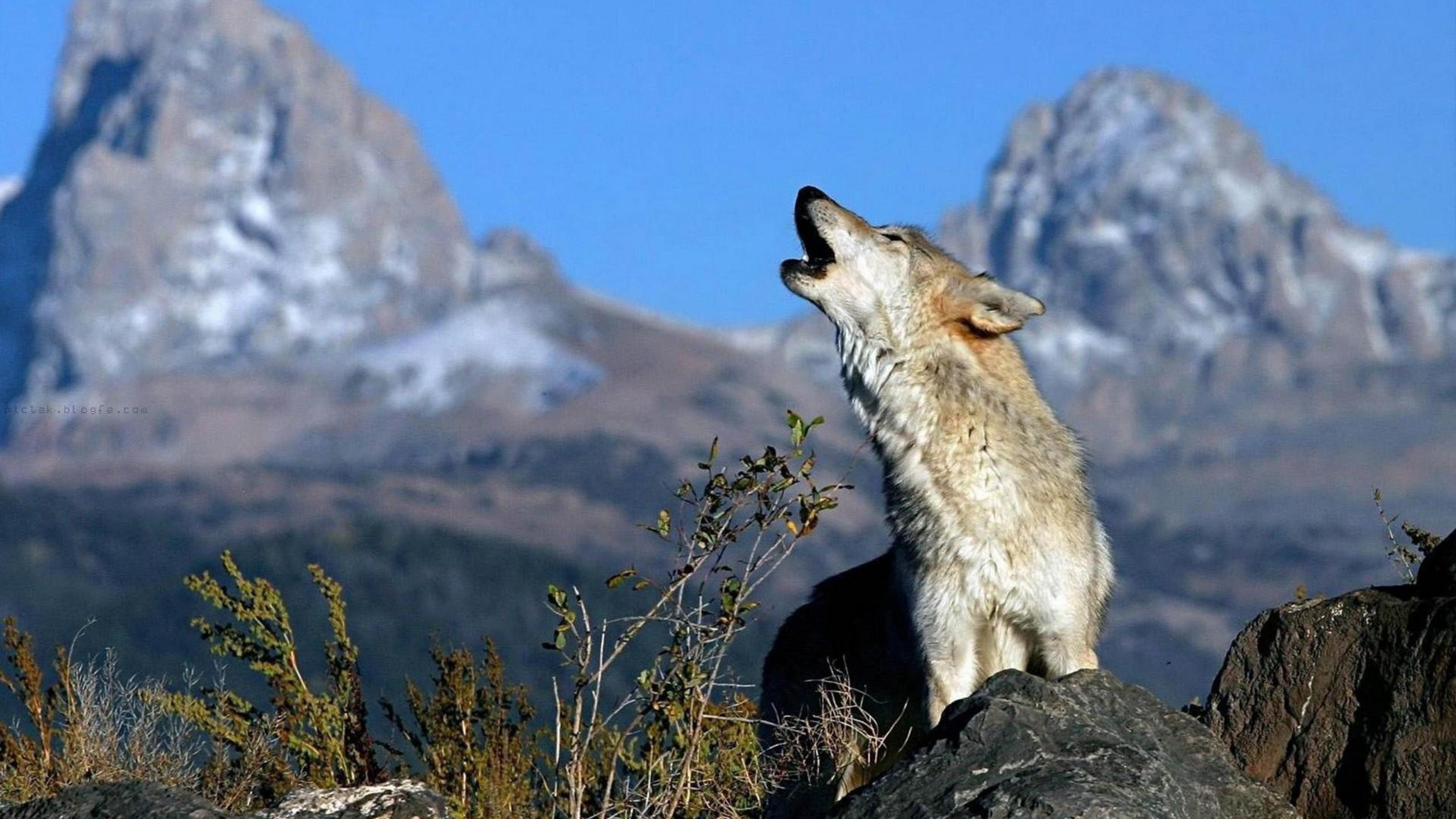 3840x2160 Wolf Animals Gray wolf HD Wallpaper, Desktop Background, Mobile