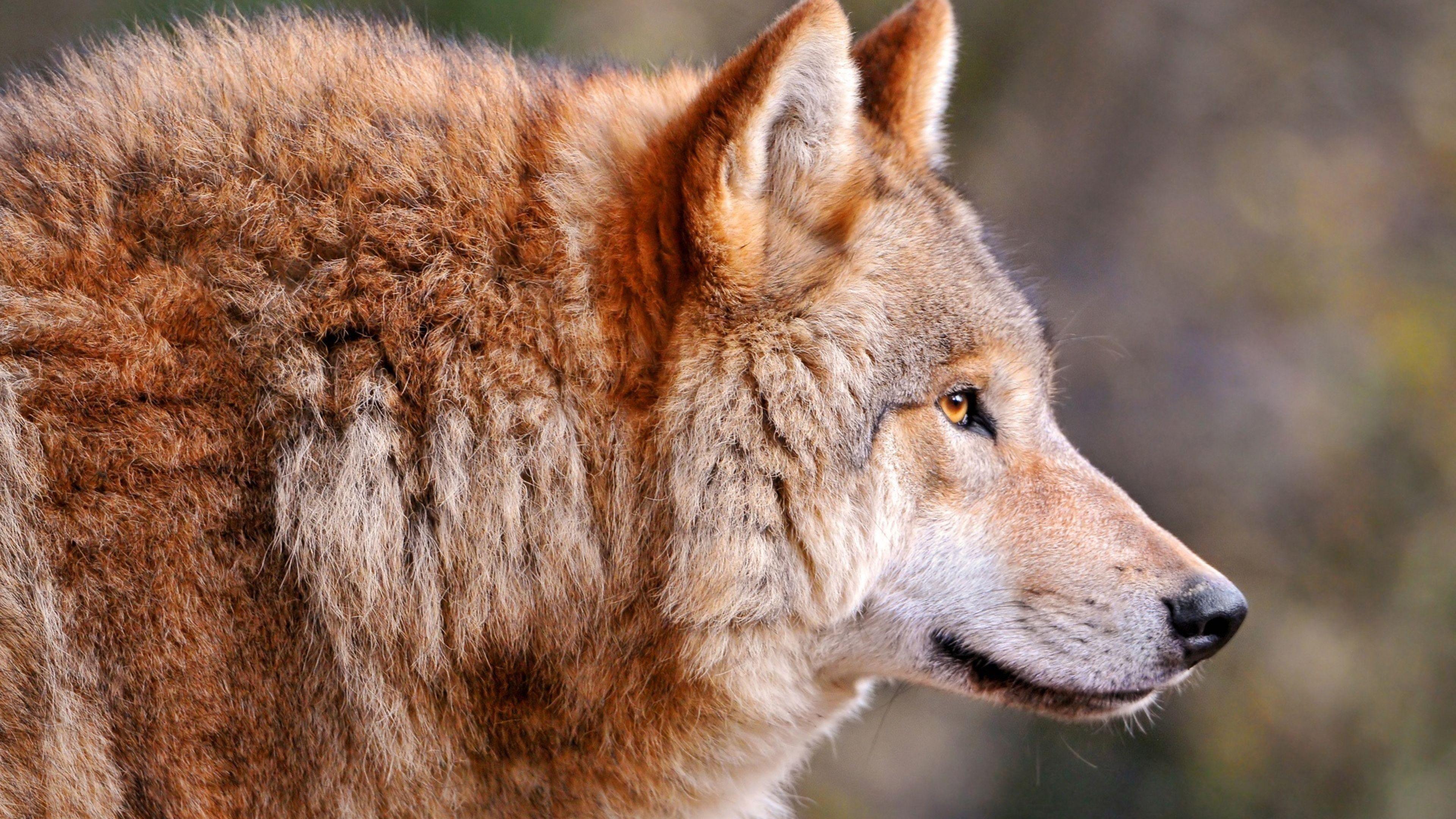 3840x2160 4K Wolf Wallpaper