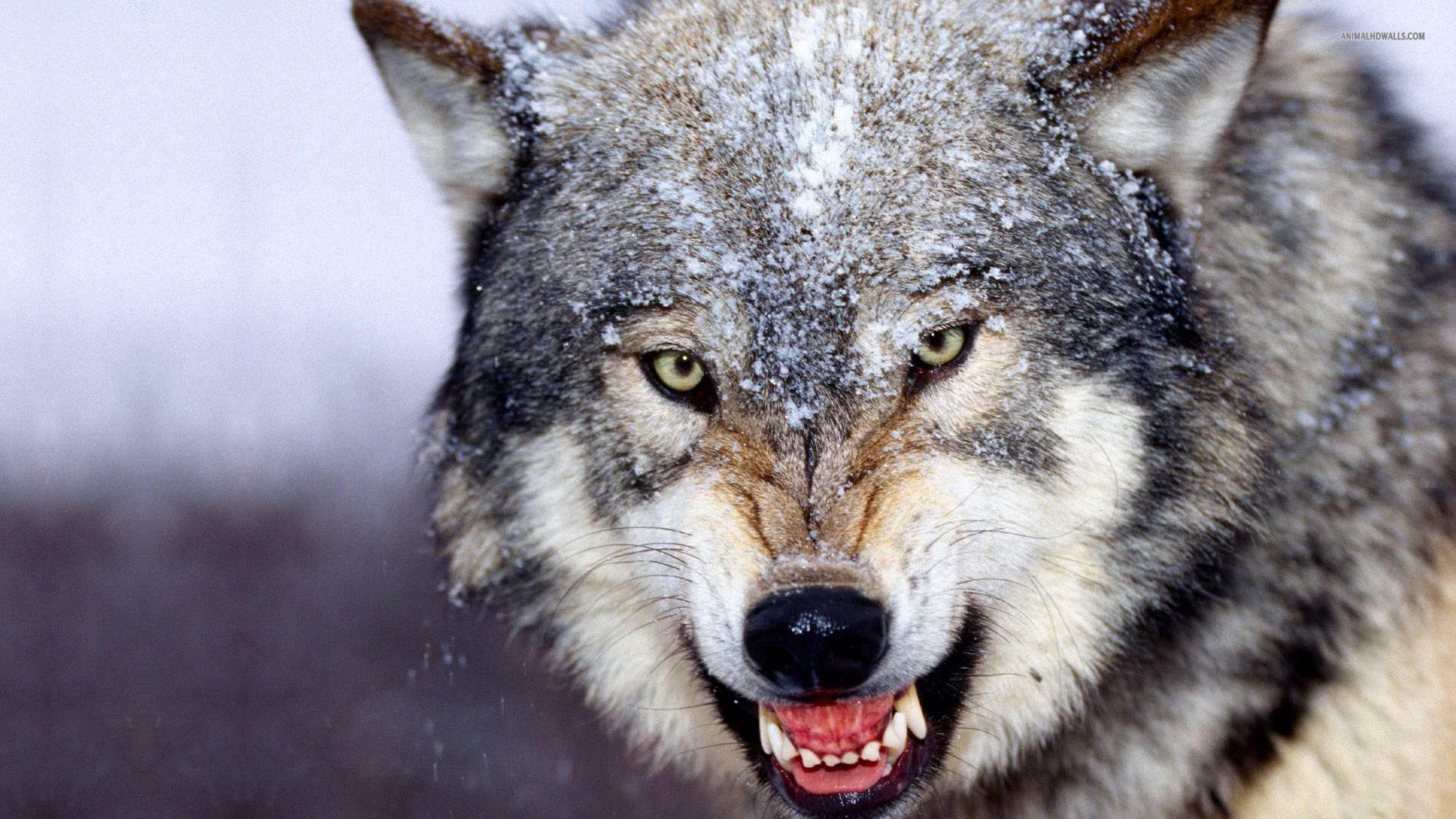 3840x2160 Angry Wolf Wallpaper HD Wallpaper 4K UHDTV Resolution