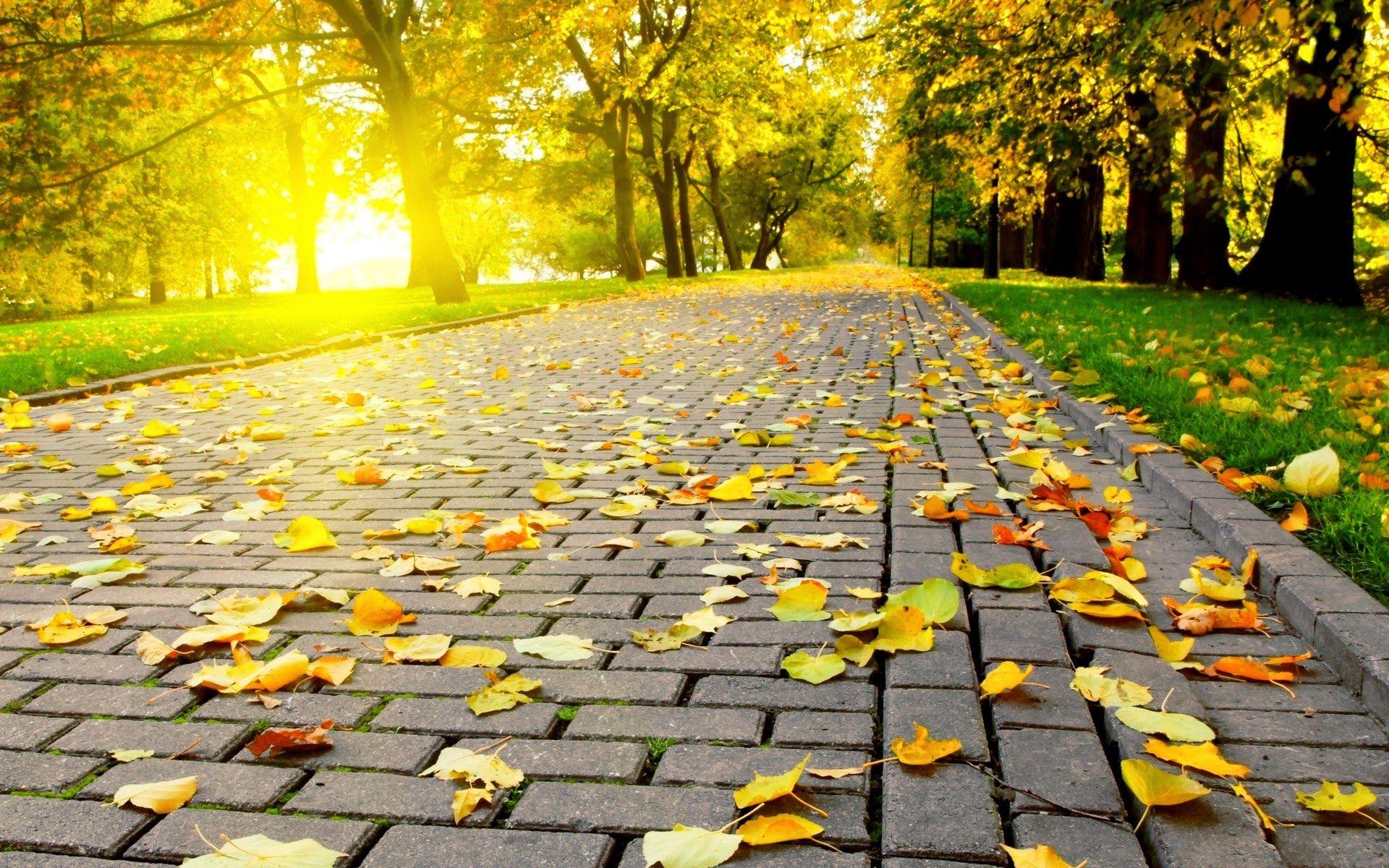 1920x1200 The Beautiful Autumn Wallpaper Full HD Free Download