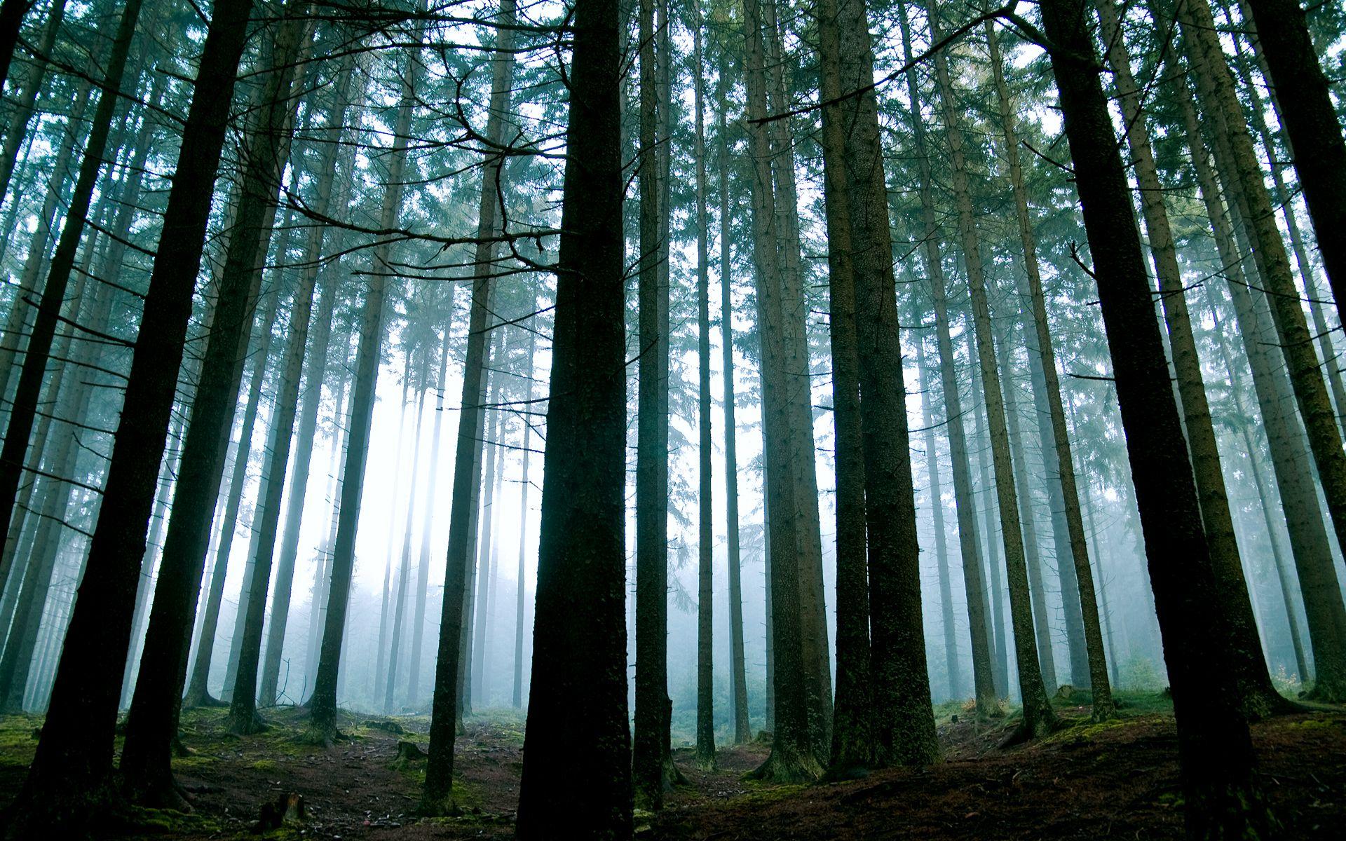 Forestry Wallpapers Top Free Forestry Backgrounds Wallpaperaccess