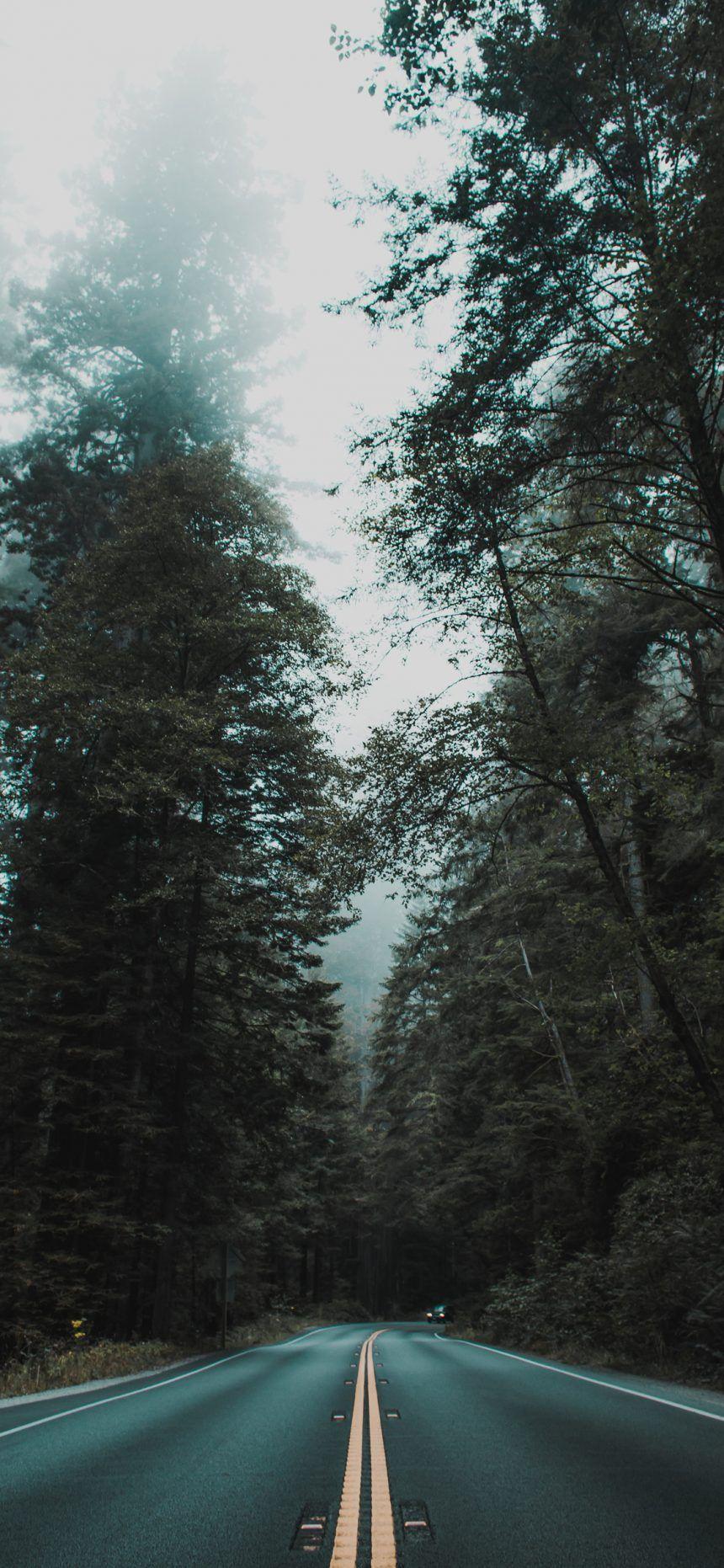 860x1862 iPhone 11 HD 4k Forest Wallpaper