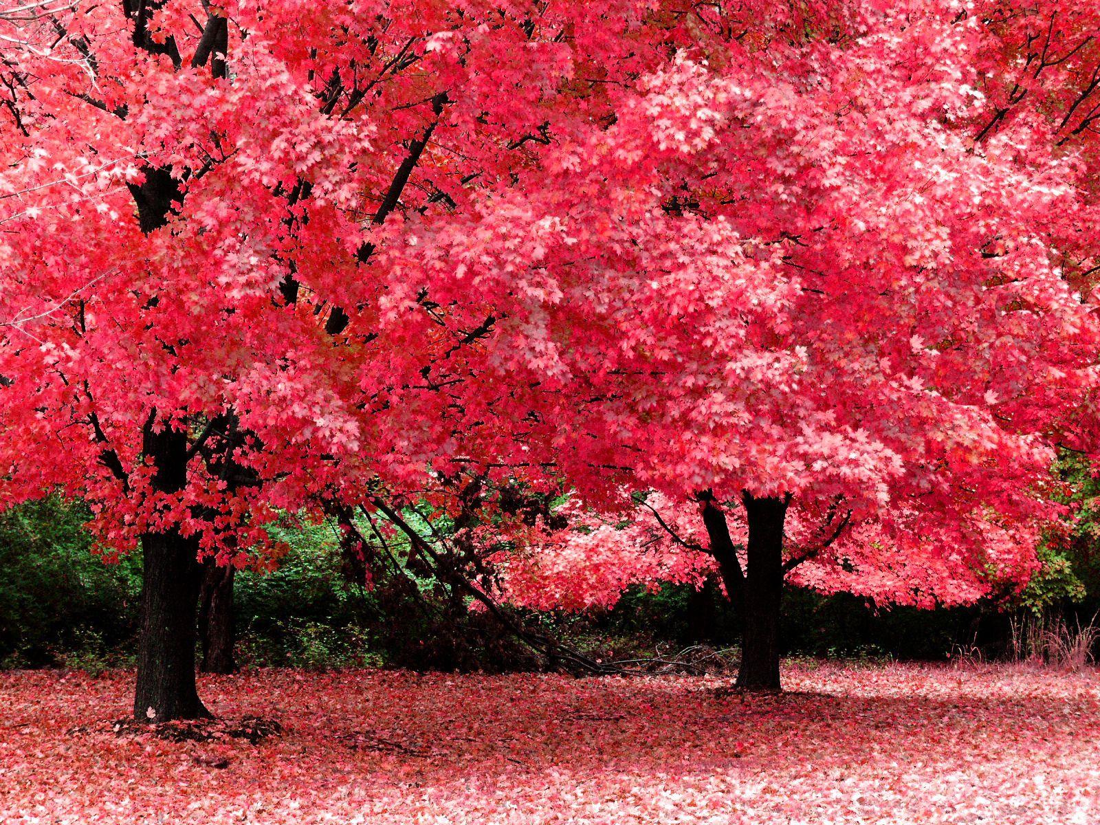 1600x1200 All things Autumn. Beautiful tree, Pink trees, Leaf nature