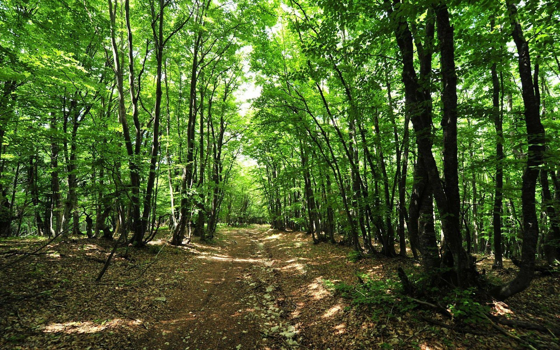 1920x1200 Landscapes. Forest background, Forest photo, Background picture