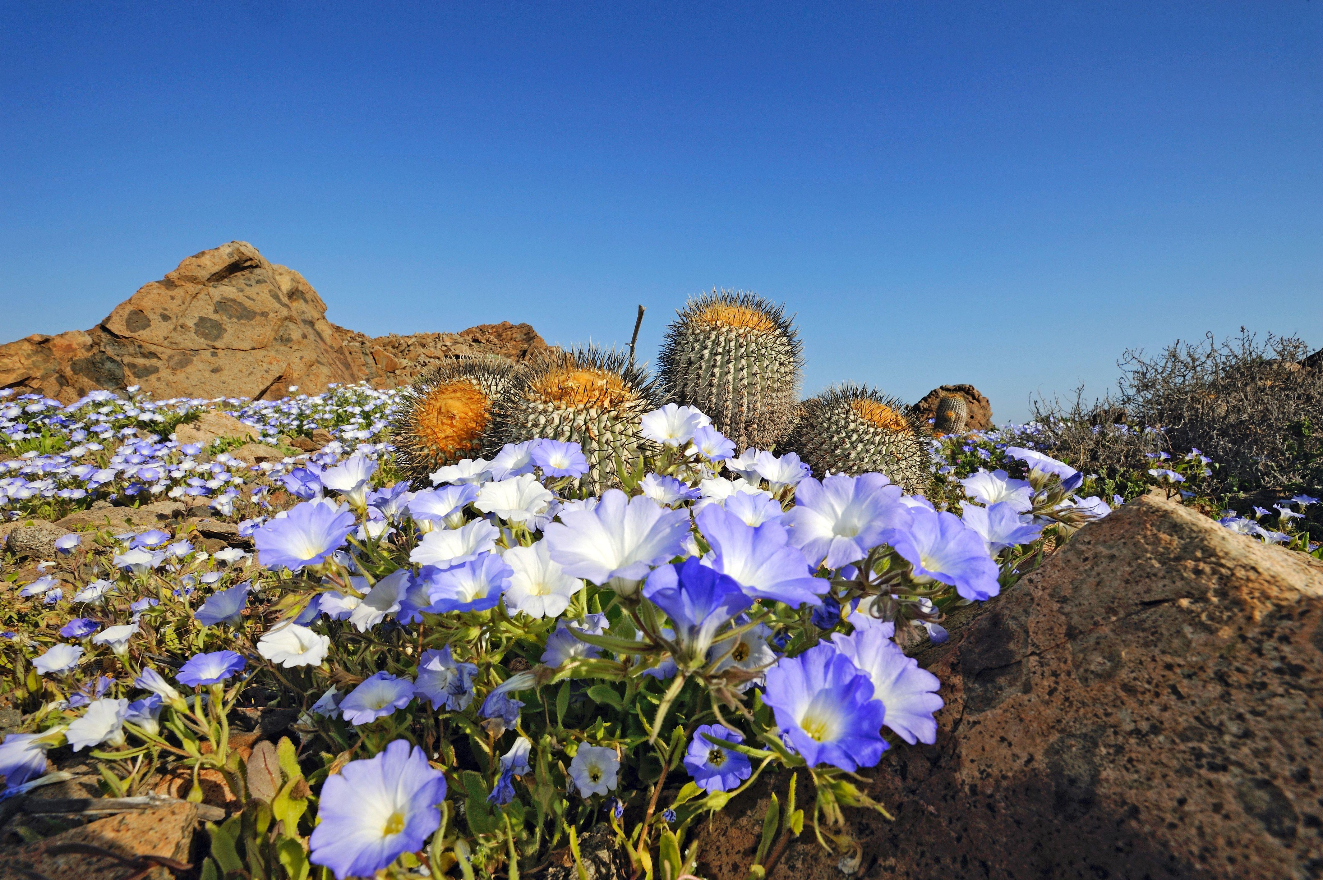 Desert Flowers Wallpapers - Top Free Desert Flowers Backgrounds ...