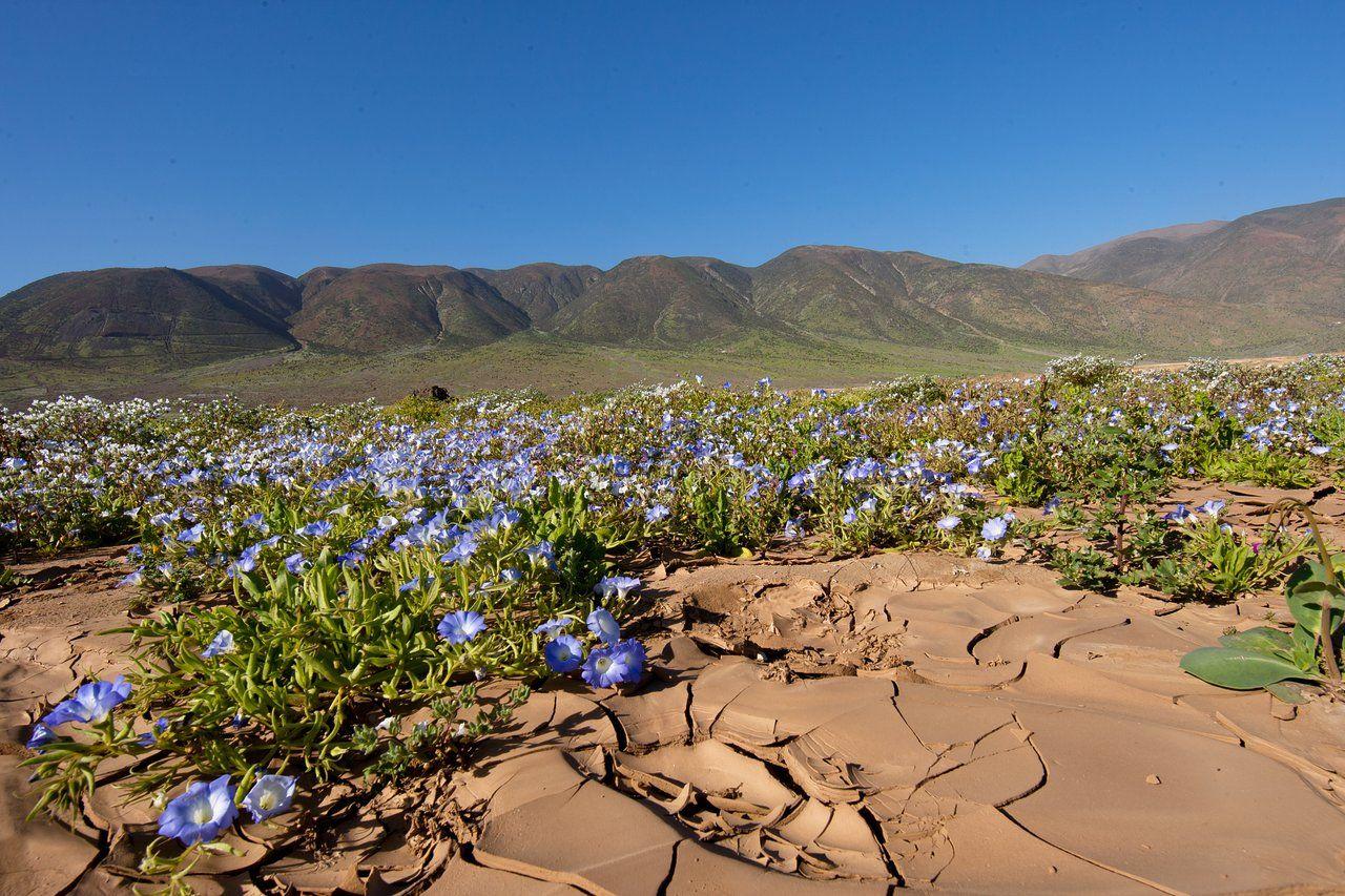 1280x853 Flowers in the Atacama Desert