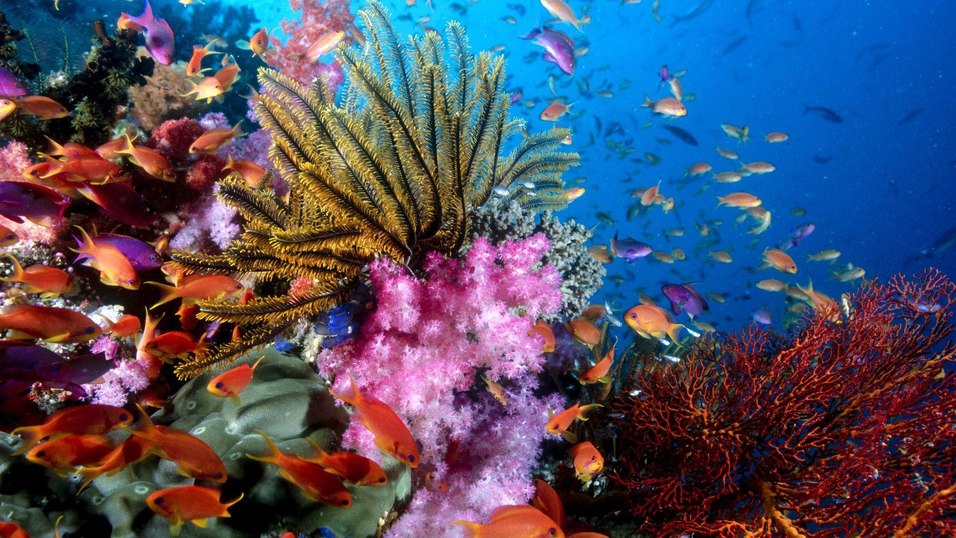 1920x1080 Wallpaper Colorful sea fish 1920x1080 Full HD 2K Picture, Image